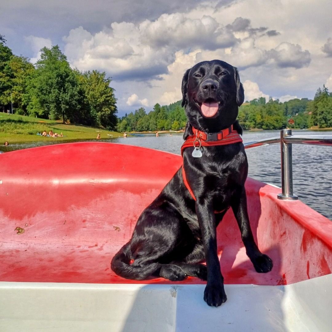 Soutěžní fotografie - Beky,  Labradorský retriever