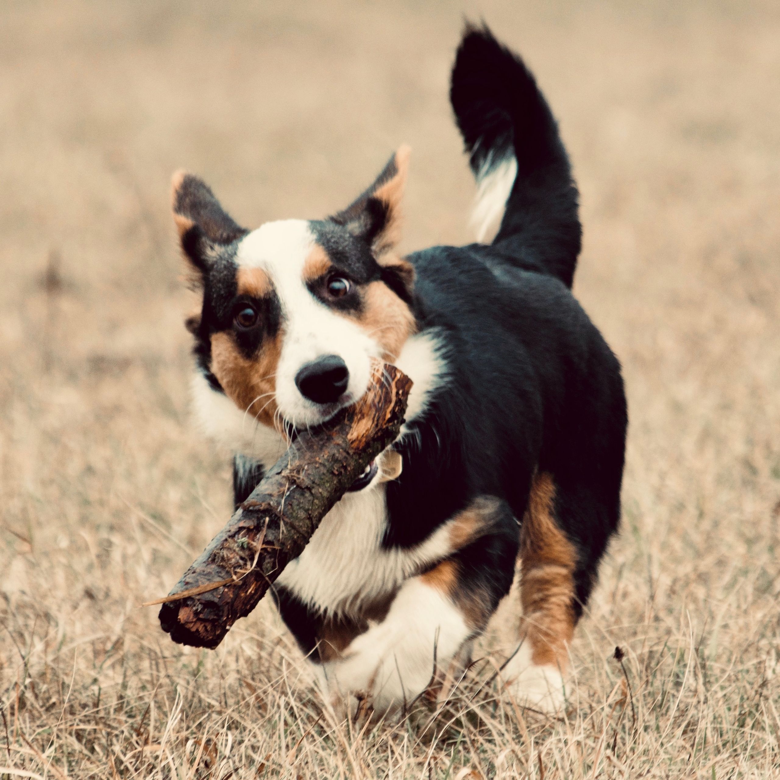 Soutěžní fotografie - Ares,  Welsh Corgi Cardigan