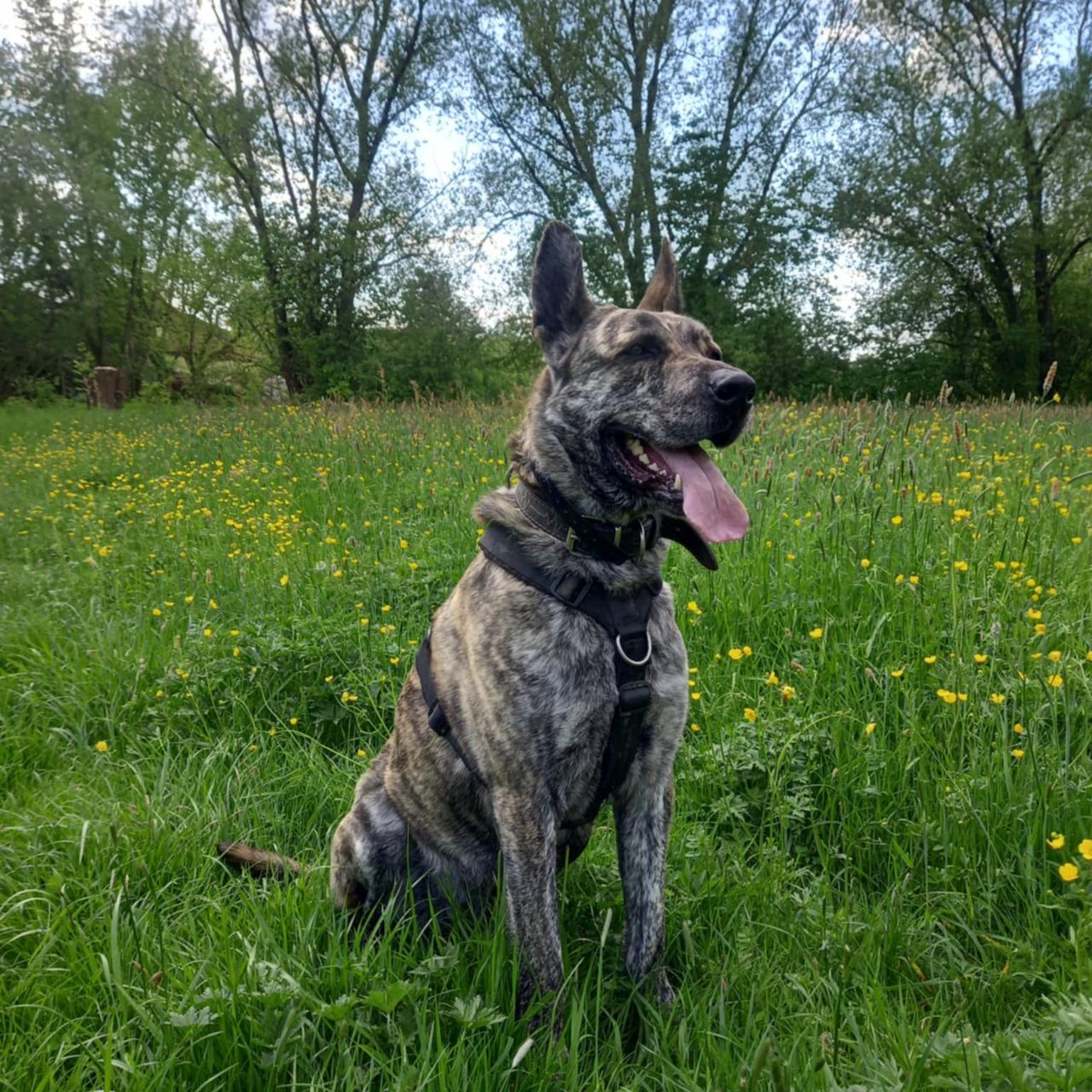 Soutěžní fotografie - Dex,  Ostatní
