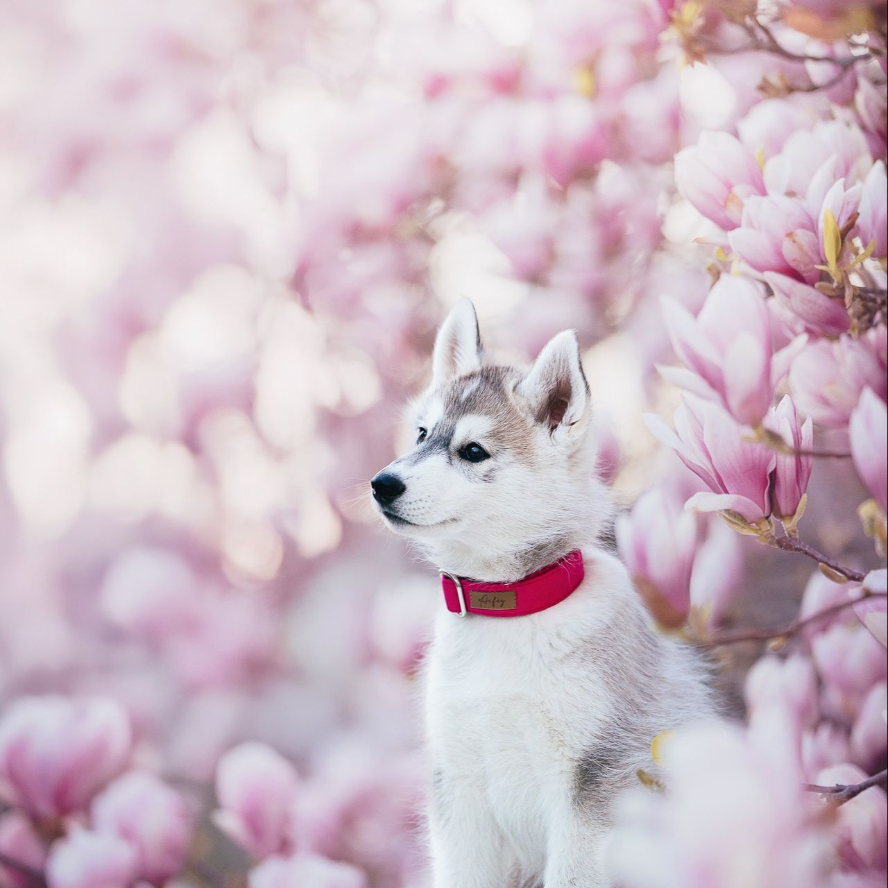 Soutěžní fotografie - Ajša,  Sibiřský husky