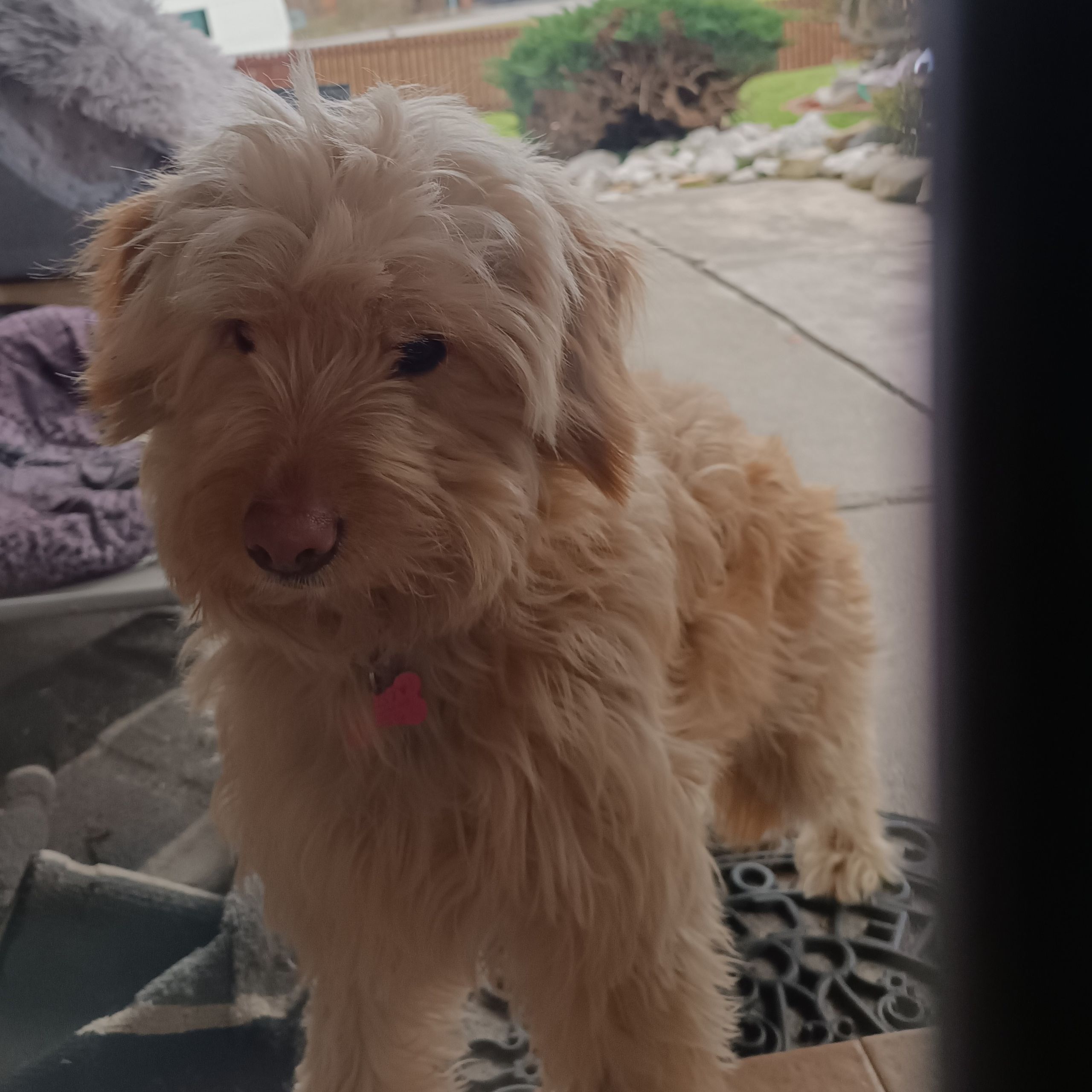Soutěžní fotografie - DAISY,  Zlatý retriever