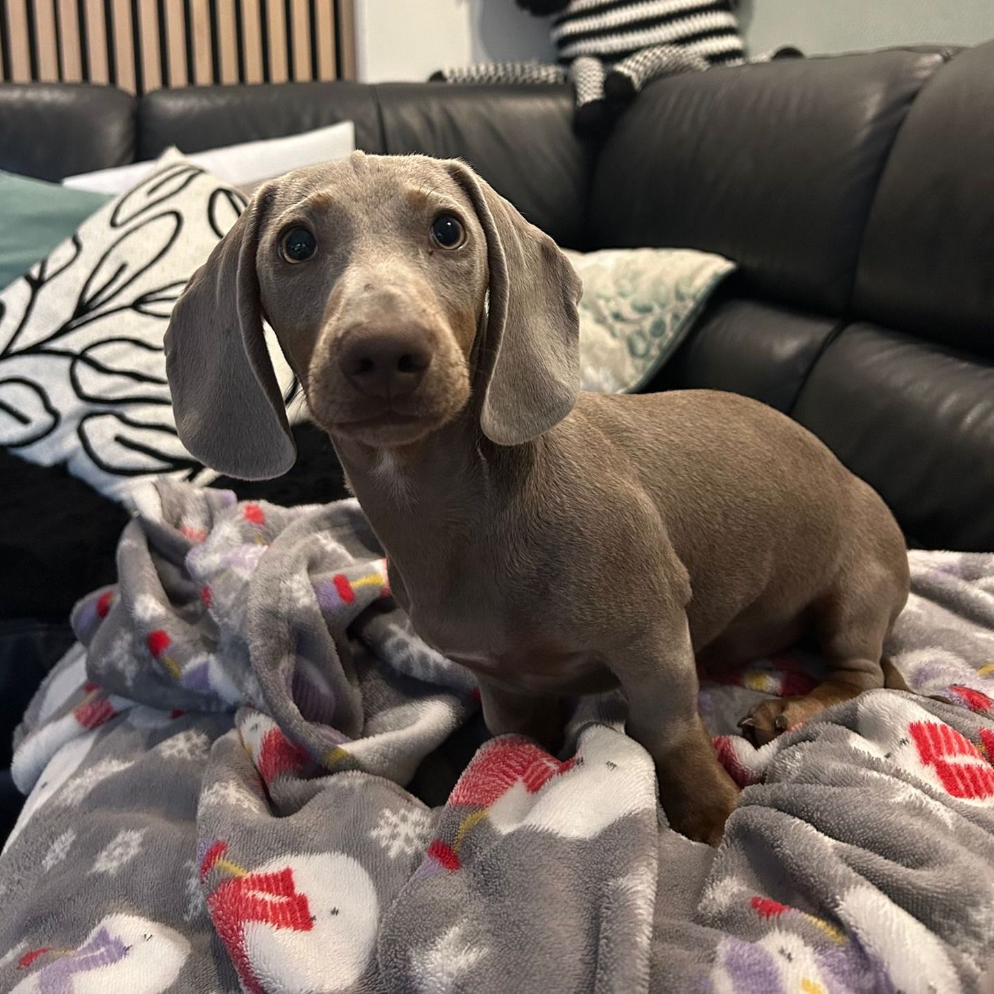 Soutěžní fotografie - Dobby,  Jezevčík