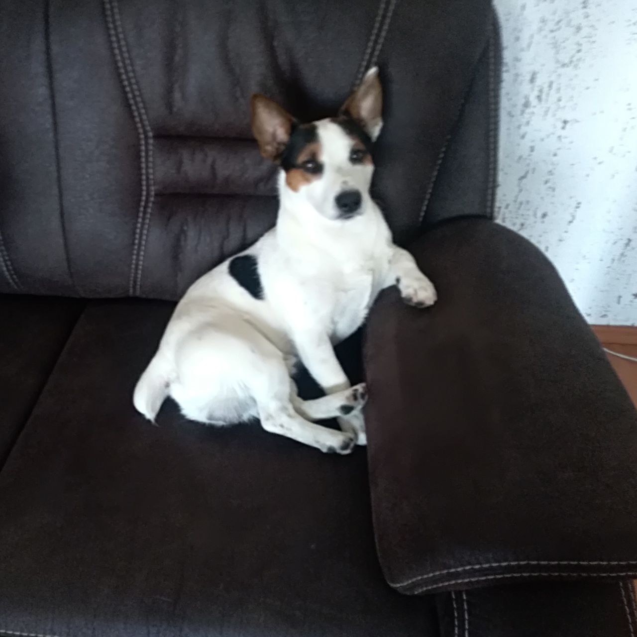 Soutěžní fotografie - Toníček,  Jack Russell Teriér