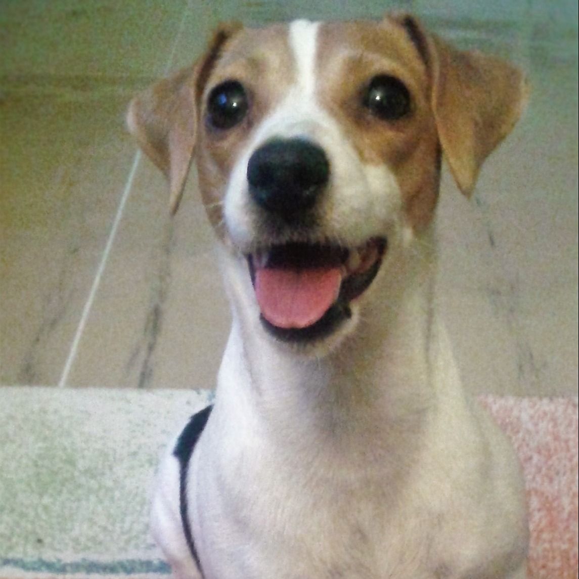Soutěžní fotografie - Neli,  Jack Russell Teriér