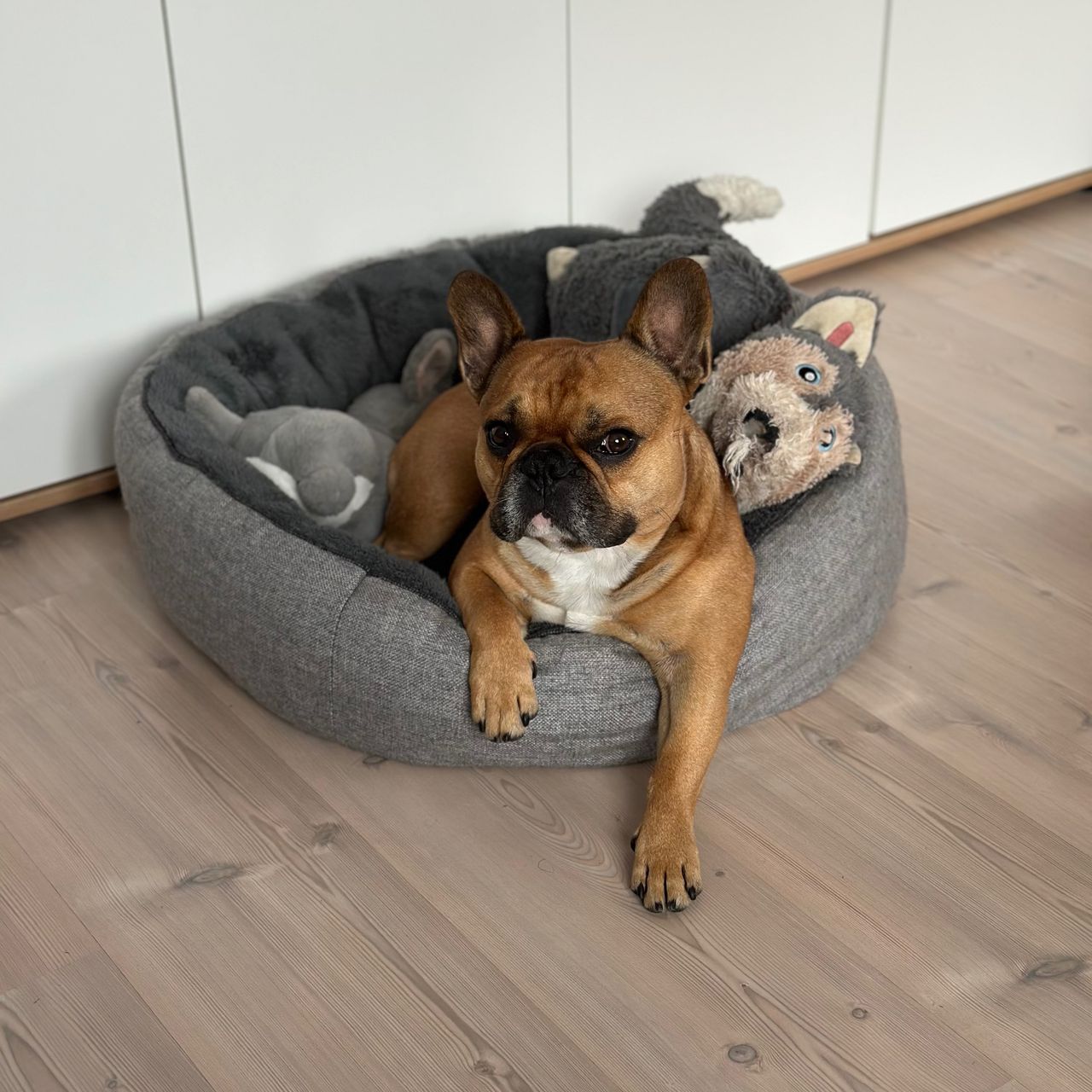 Soutěžní fotografie - Ozzy,  Francouzský buldoček