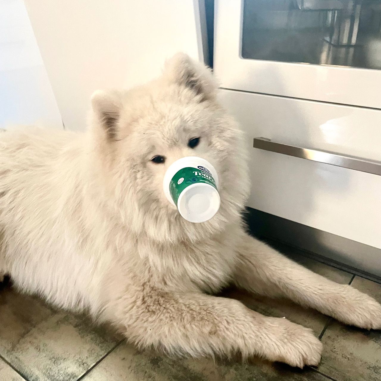 Soutěžní fotografie - Archie,  Samojed