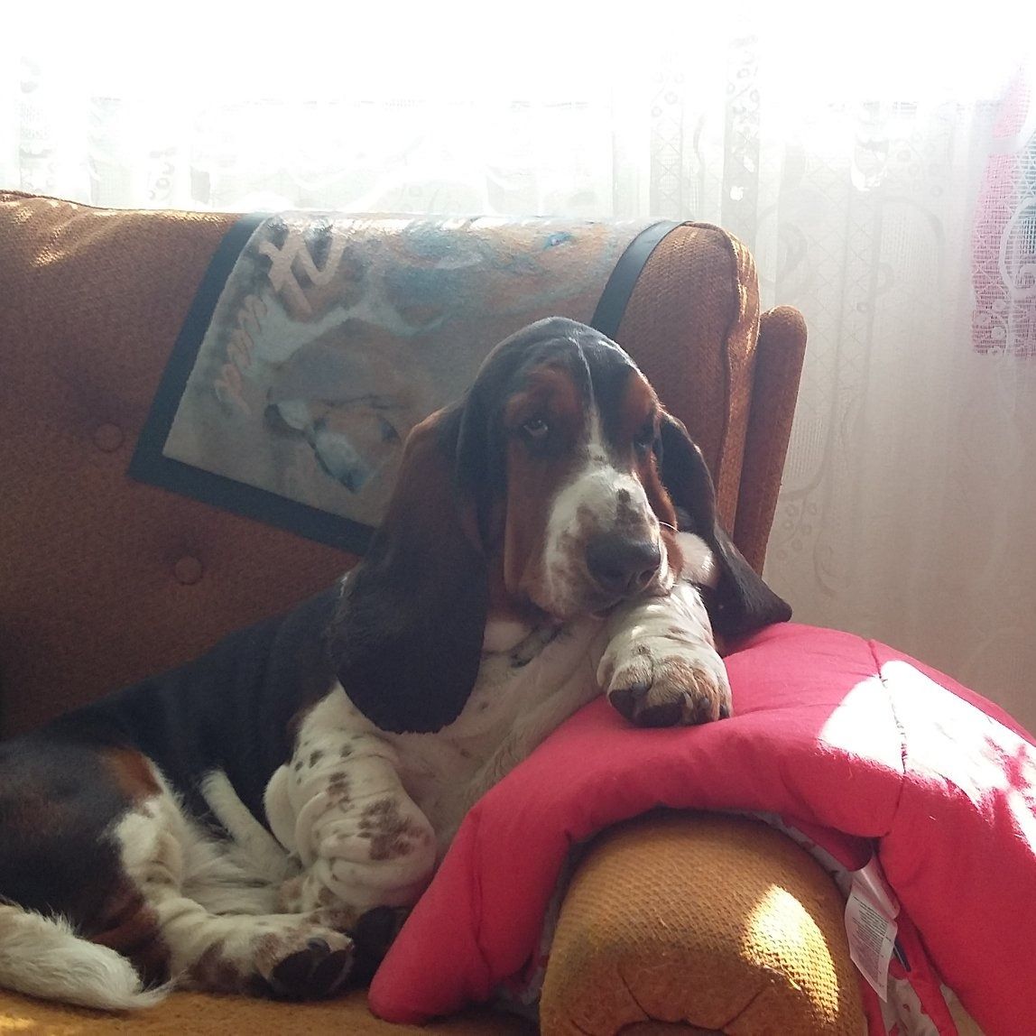 Soutěžní fotografie - Montík,  Basset Hound