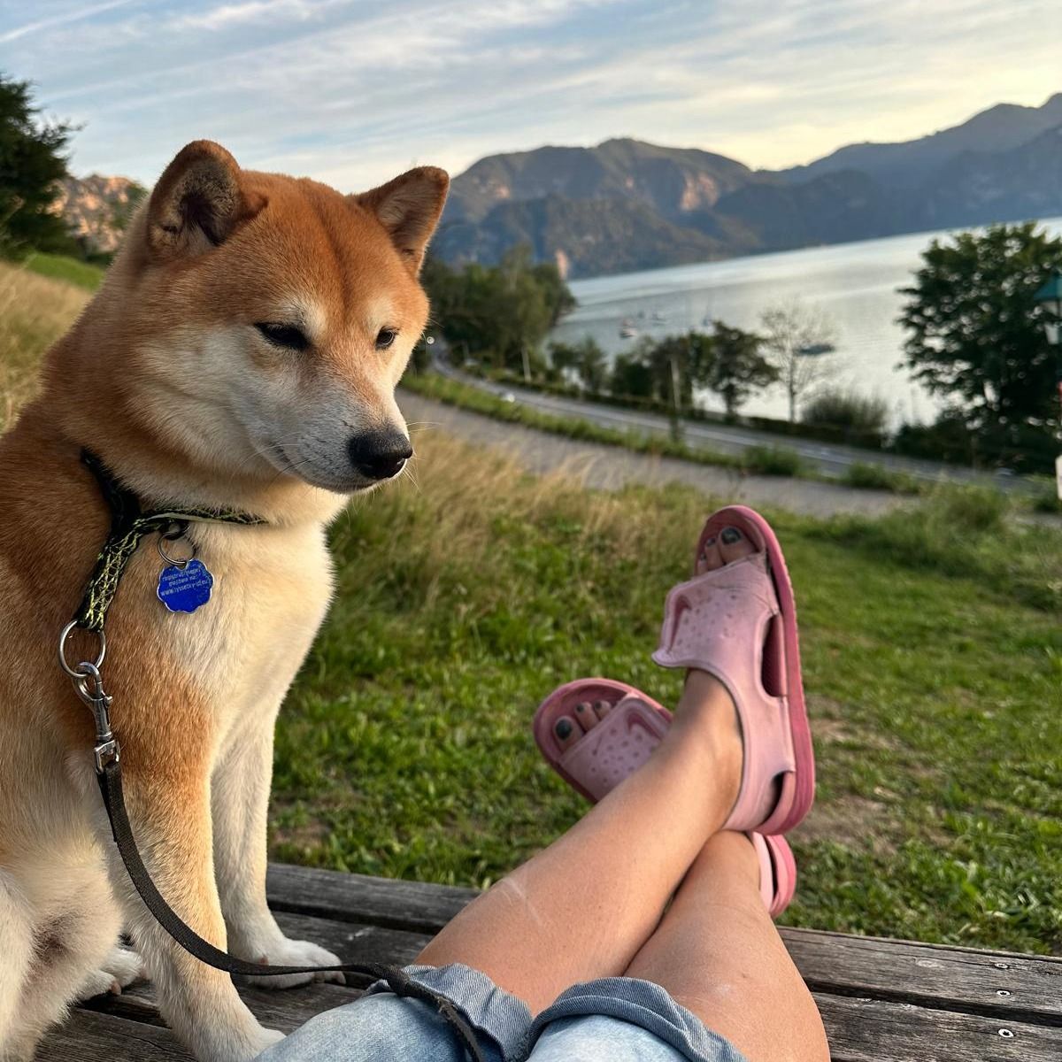 Soutěžní fotografie - Čiko,  Shiba