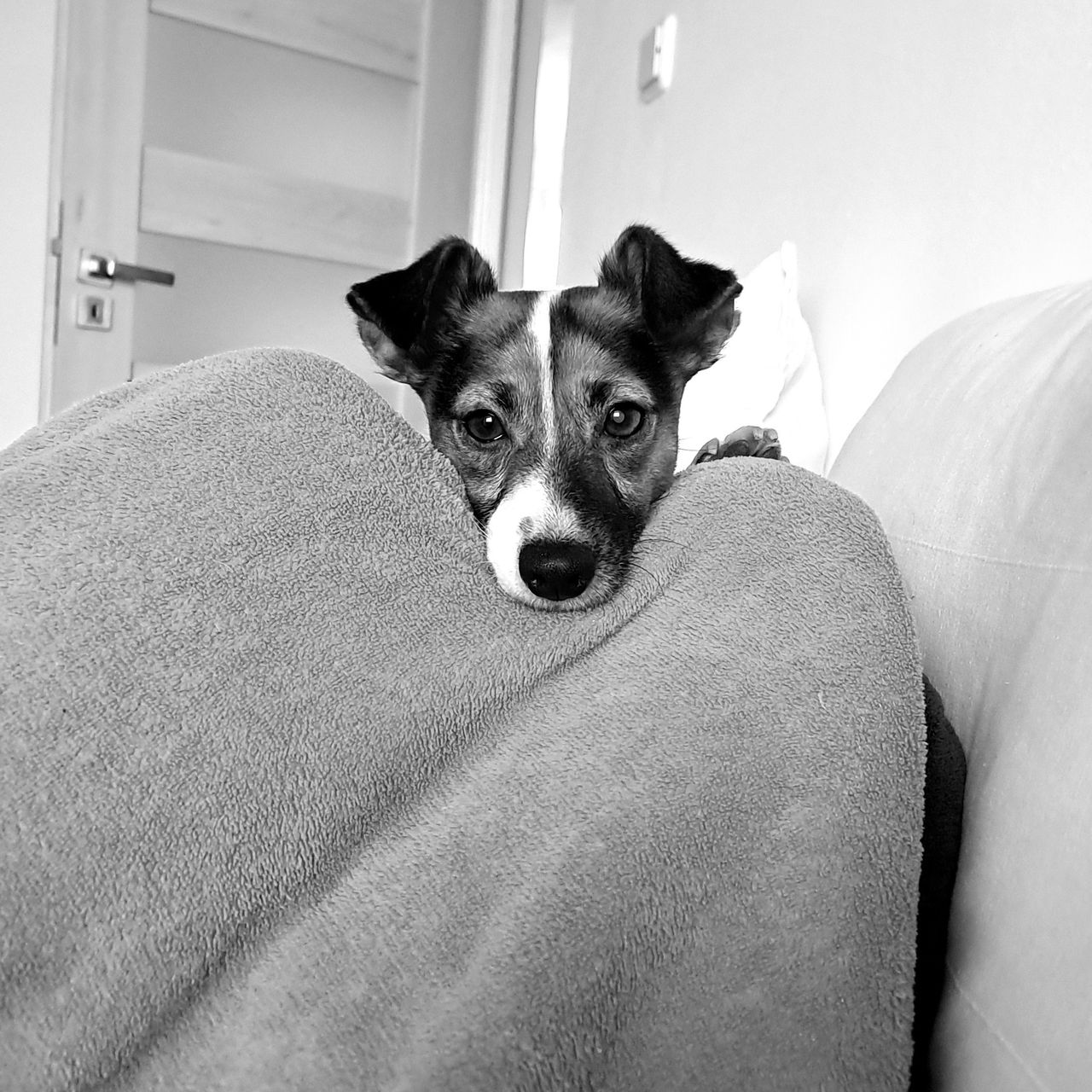 Soutěžní fotografie - Áša,  Jack Russell Teriér