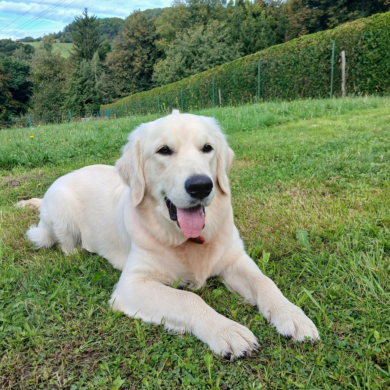 Soutěžní fotografie - Bonnie,  Zlatý retriever