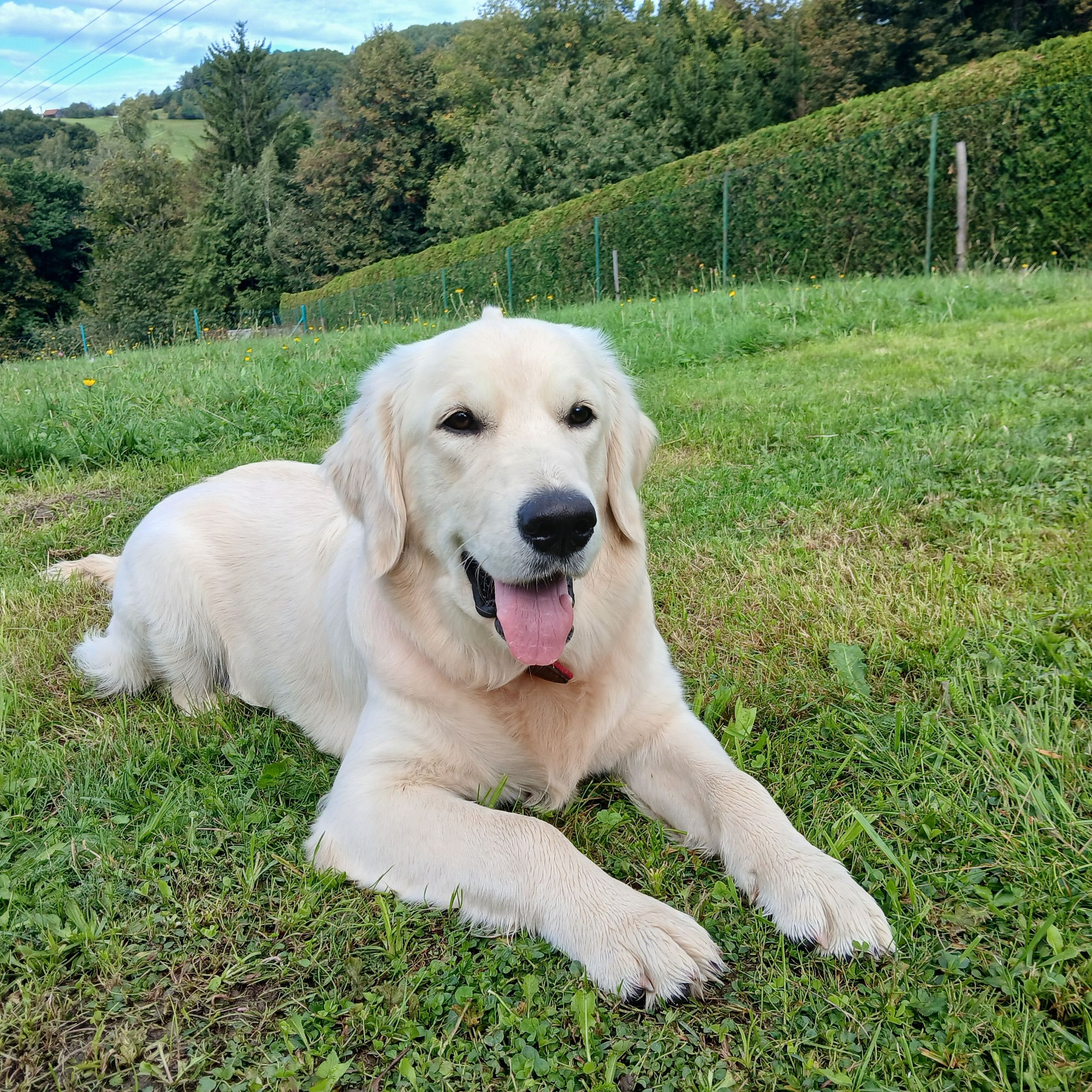 Soutěžní fotografie - Bonnie,  Zlatý retriever
