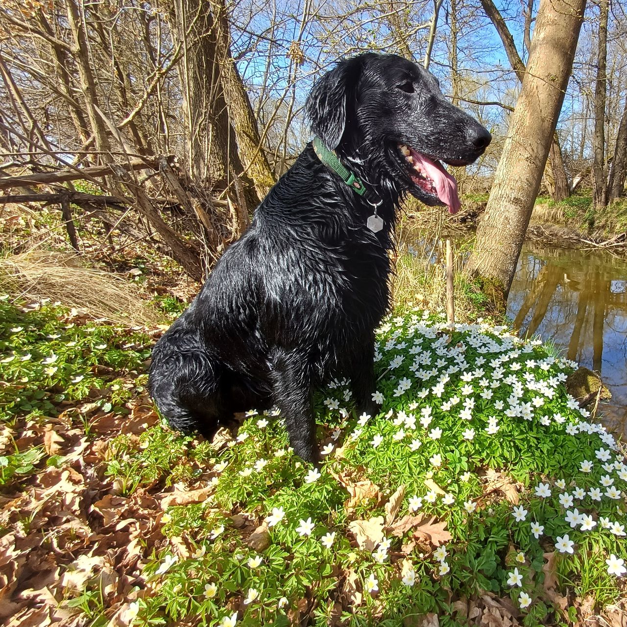 Soutěžní fotografie - Antonín,  Flat Coated Retriever