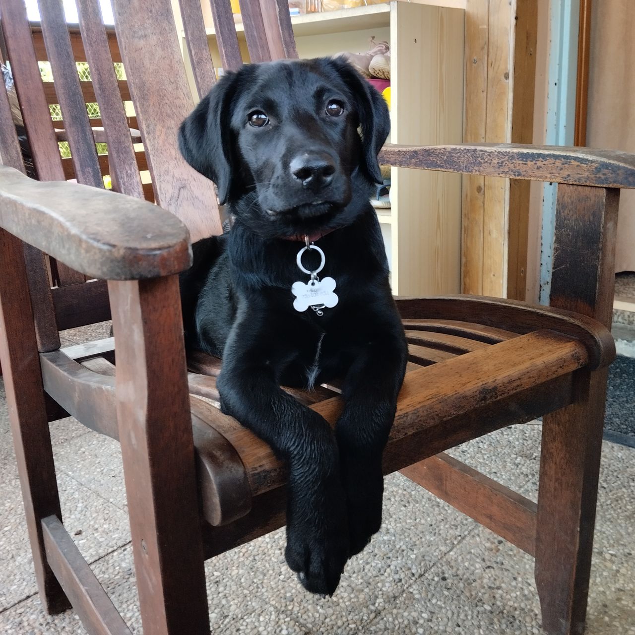 Soutěžní fotografie - Nyx,  Labradorský retriever