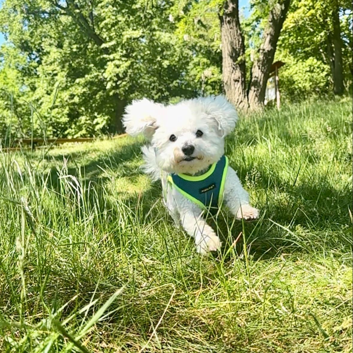 Soutěžní fotografie - Charlie,  Bišonek
