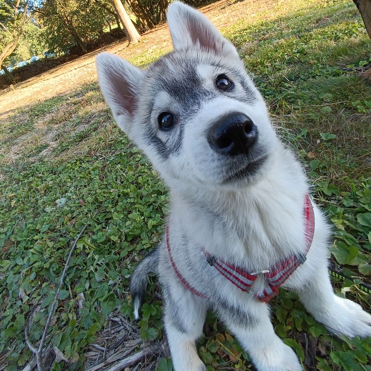 Soutěžní fotografie - Ayla,  Sibiřský husky