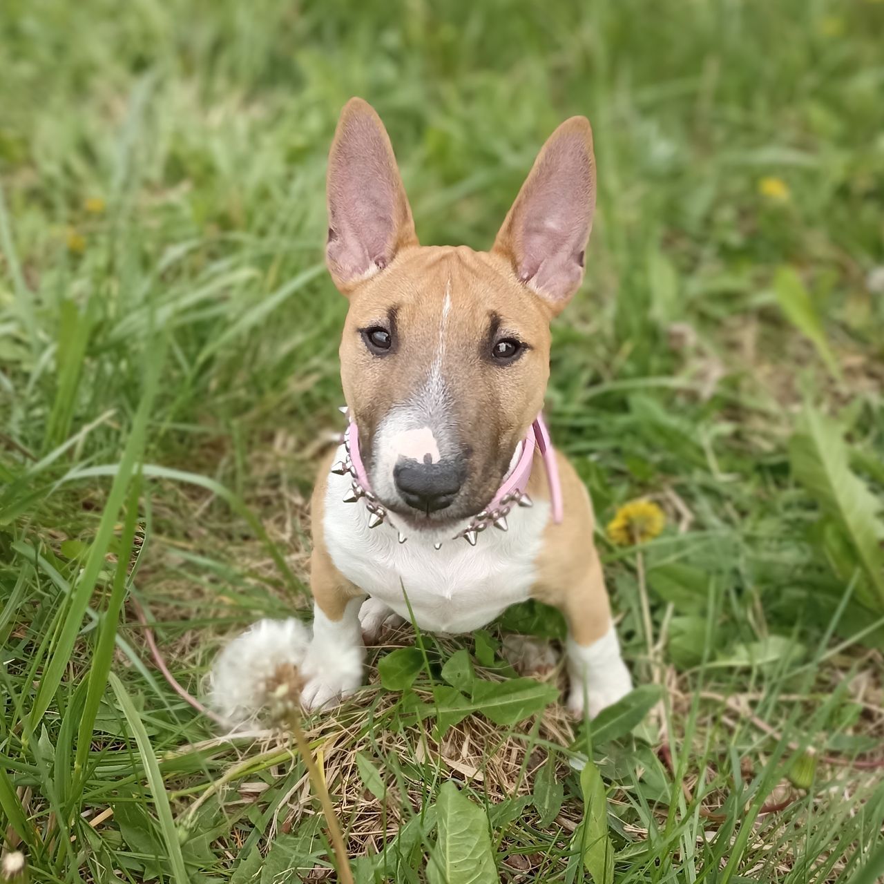 Soutěžní fotografie - Poppy,  Miniaturní bulteriér