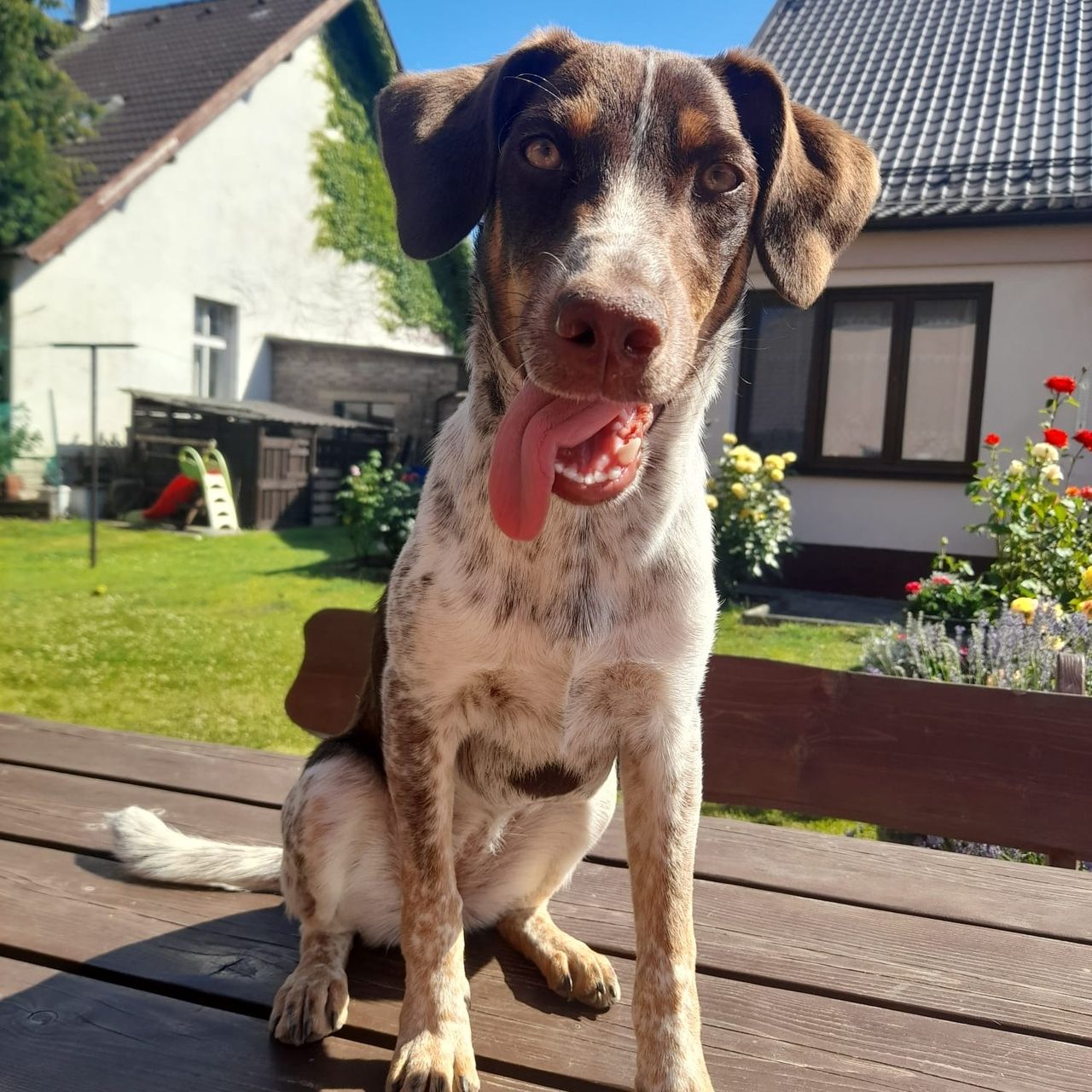 Soutěžní fotografie - Cindy,  Český strakatý pes