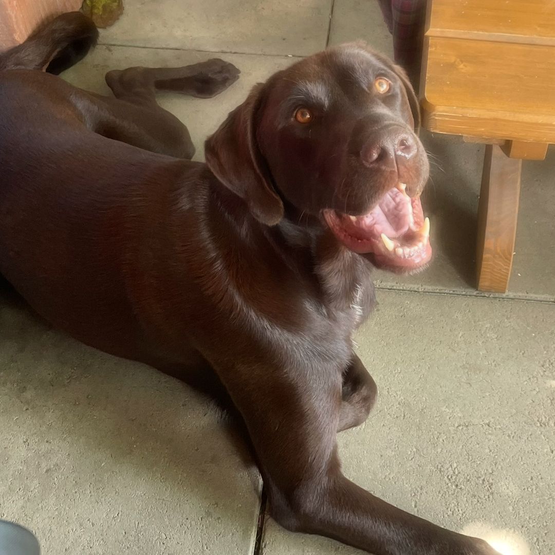 Soutěžní fotografie - Sam,  Labradorský retriever