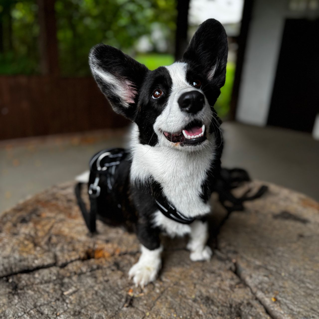 Soutěžní fotografie - Athene Alexis,  Welsh Corgi Cardigan