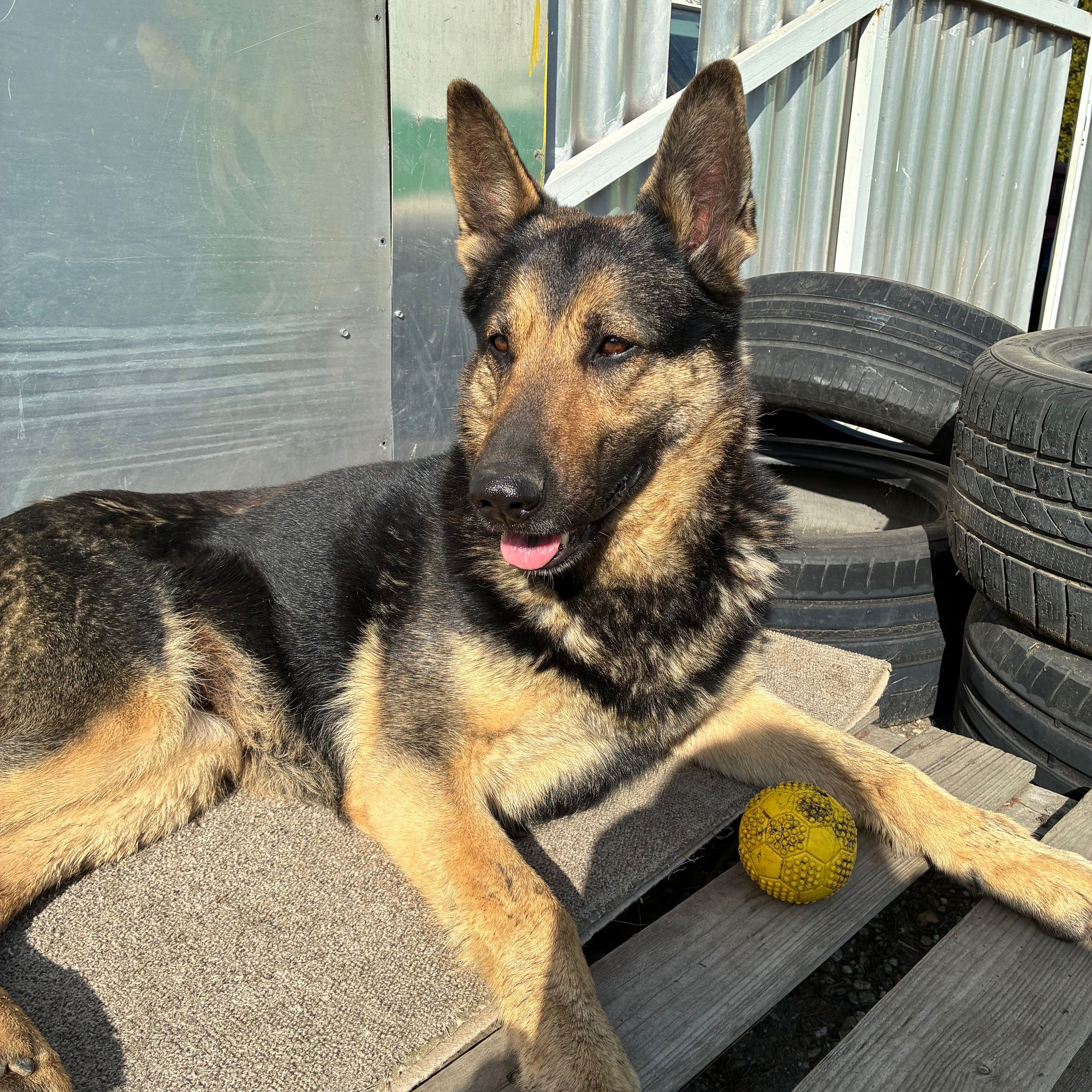 Soutěžní fotografie - Bety,  Belgický ovčák