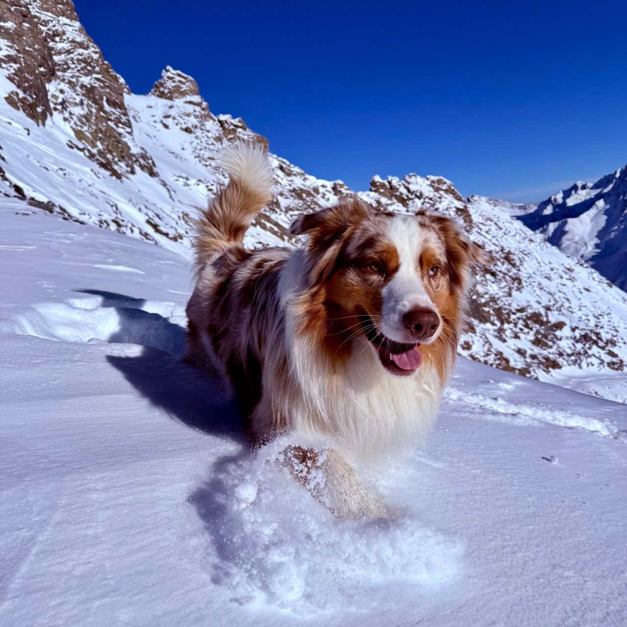 Soutěžní fotografie - Morty,  Australský ovčák