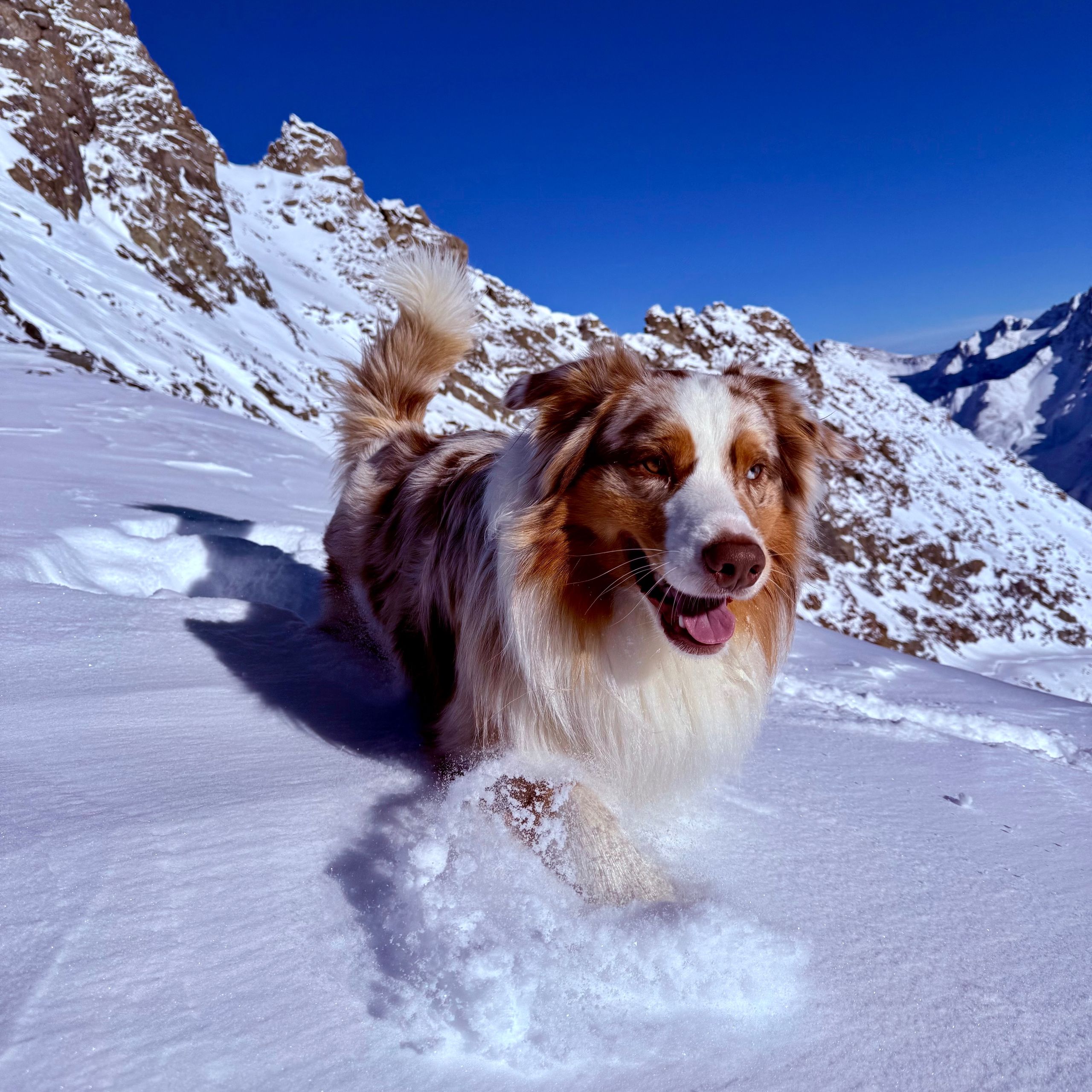 Soutěžní fotografie - Morty,  Australský ovčák