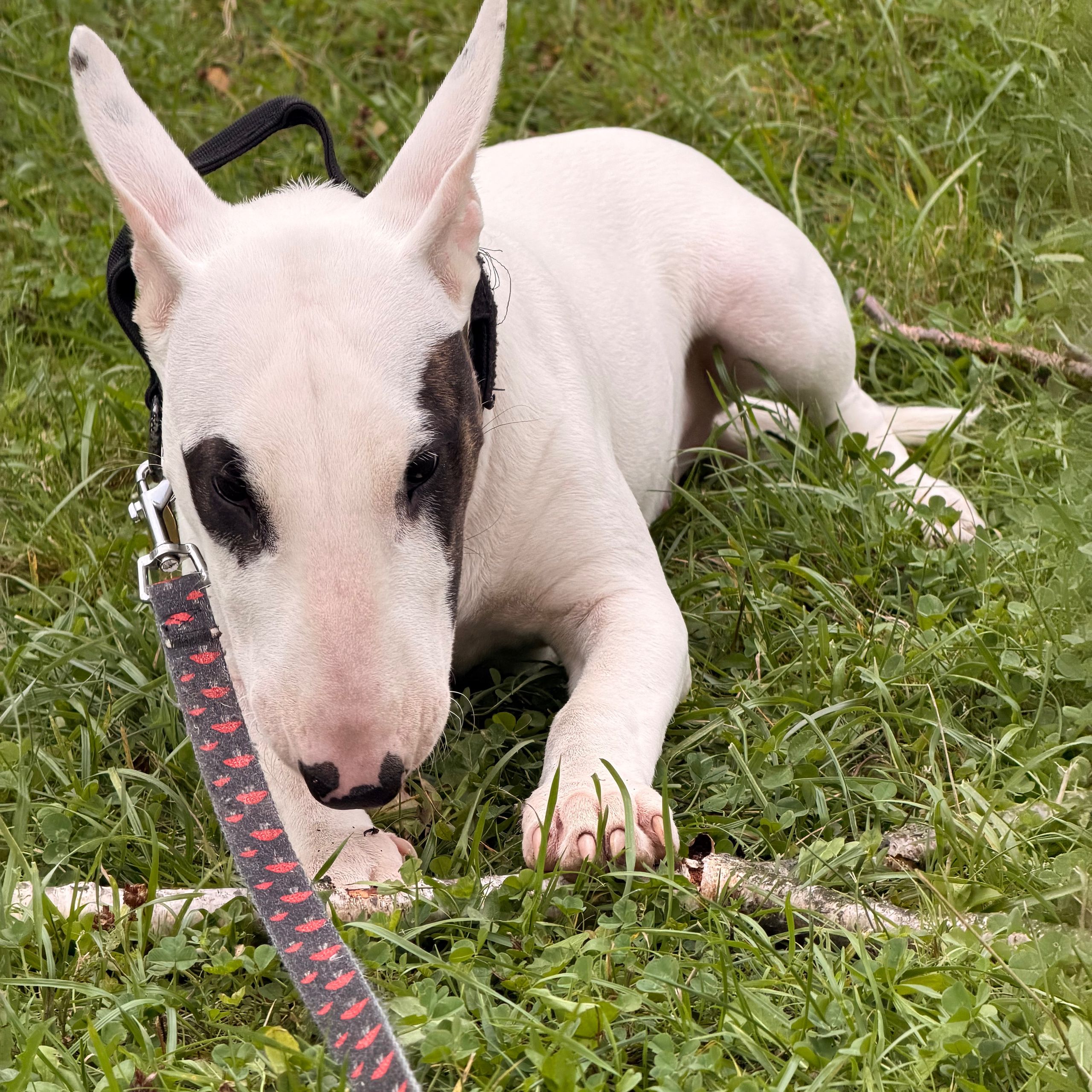 Soutěžní fotografie - Kira,  Bulteriér