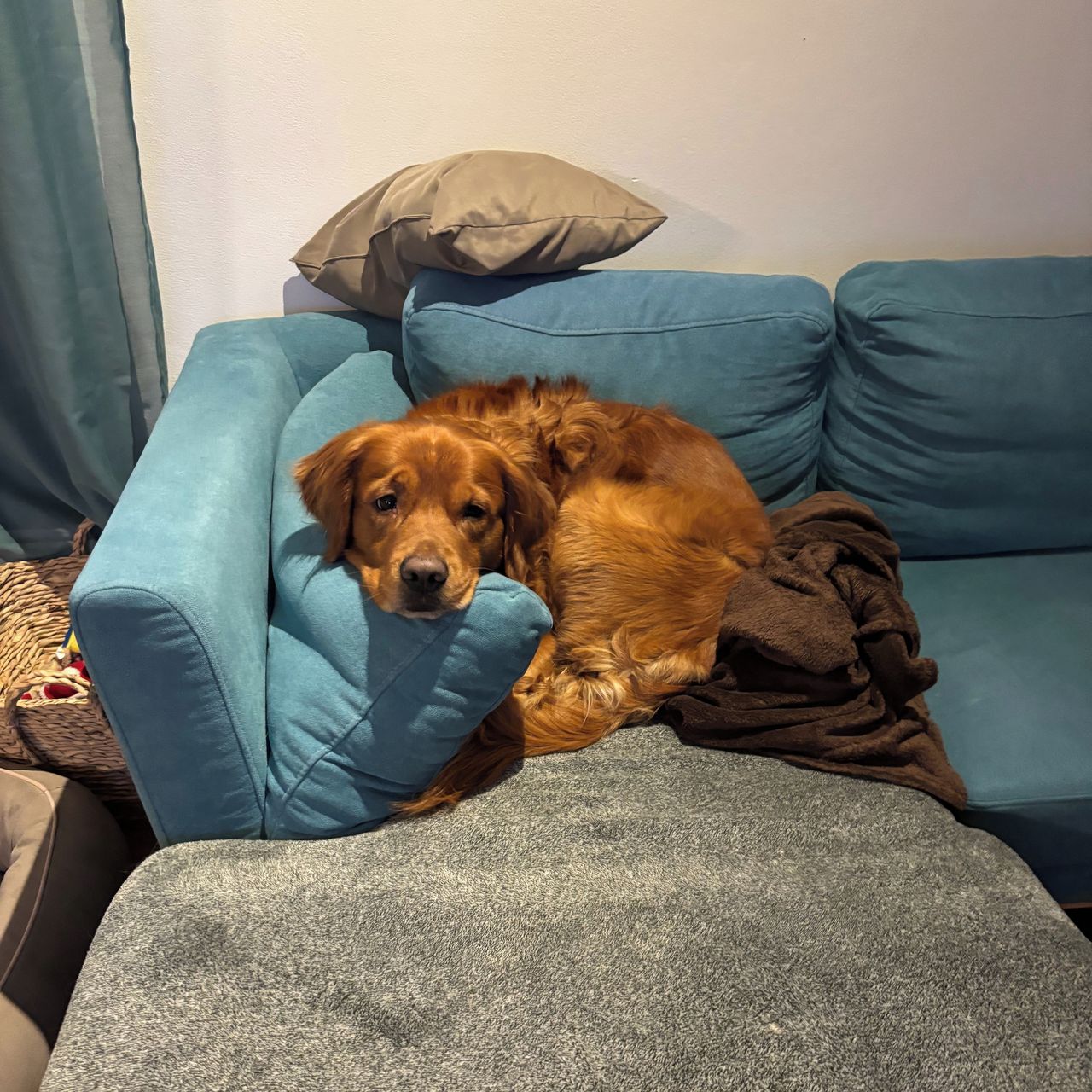 Soutěžní fotografie - Blue,  Zlatý retriever