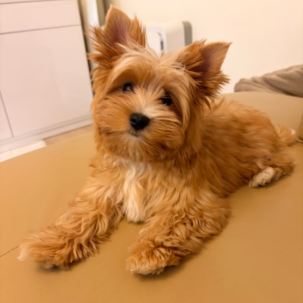 Soutěžní fotografie - Quincy,  Yorkšírský terier