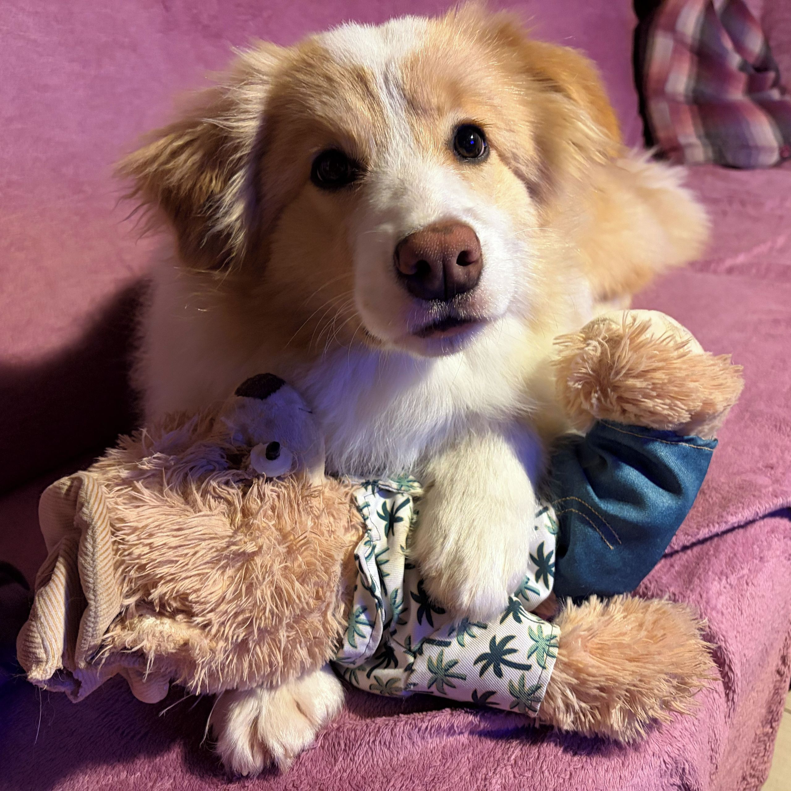 Soutěžní fotografie - Rozinka,  Border kolie