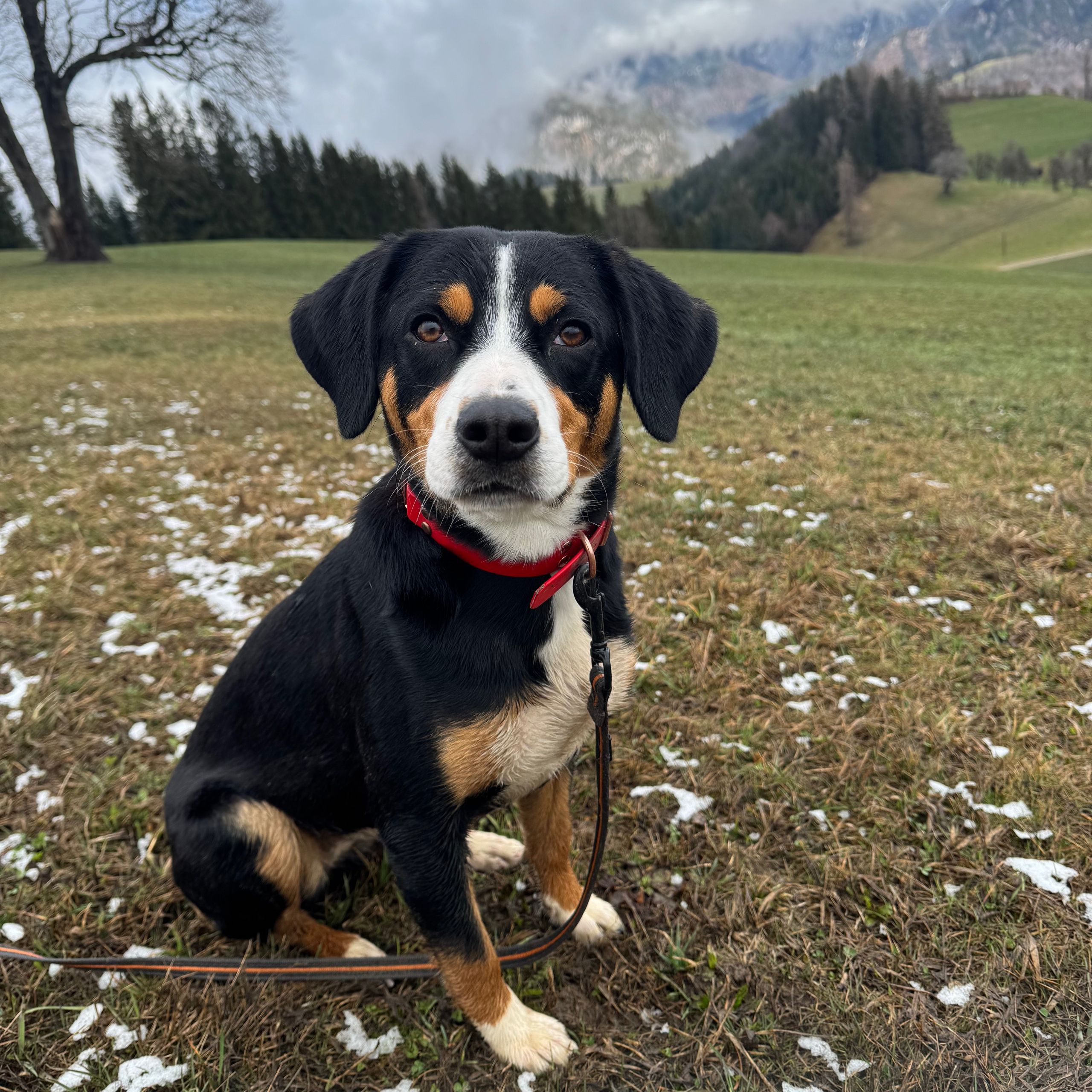 Soutěžní fotografie - Chester,  Entlebuchský salašnický pes