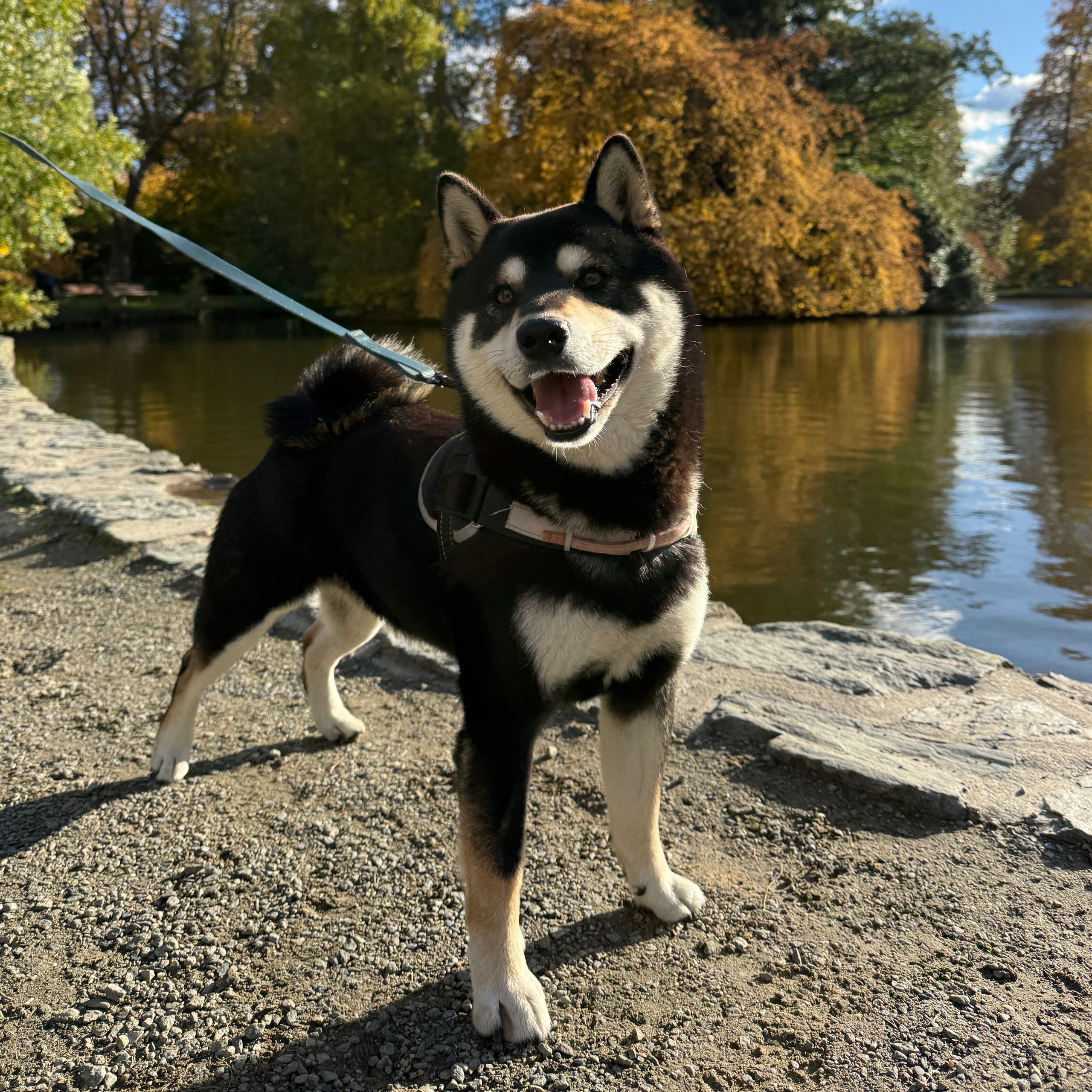 Soutěžní fotografie - Ebisu,  Shiba