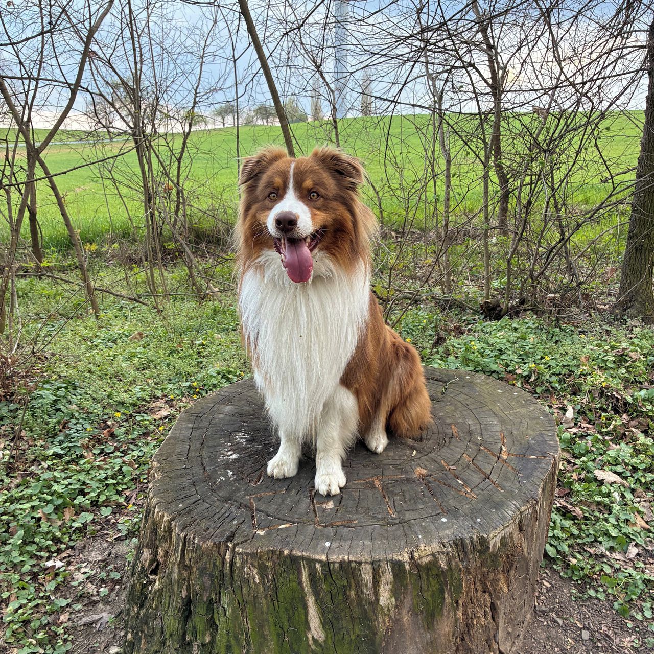 Soutěžní fotografie - Dexter,  Australský ovčák