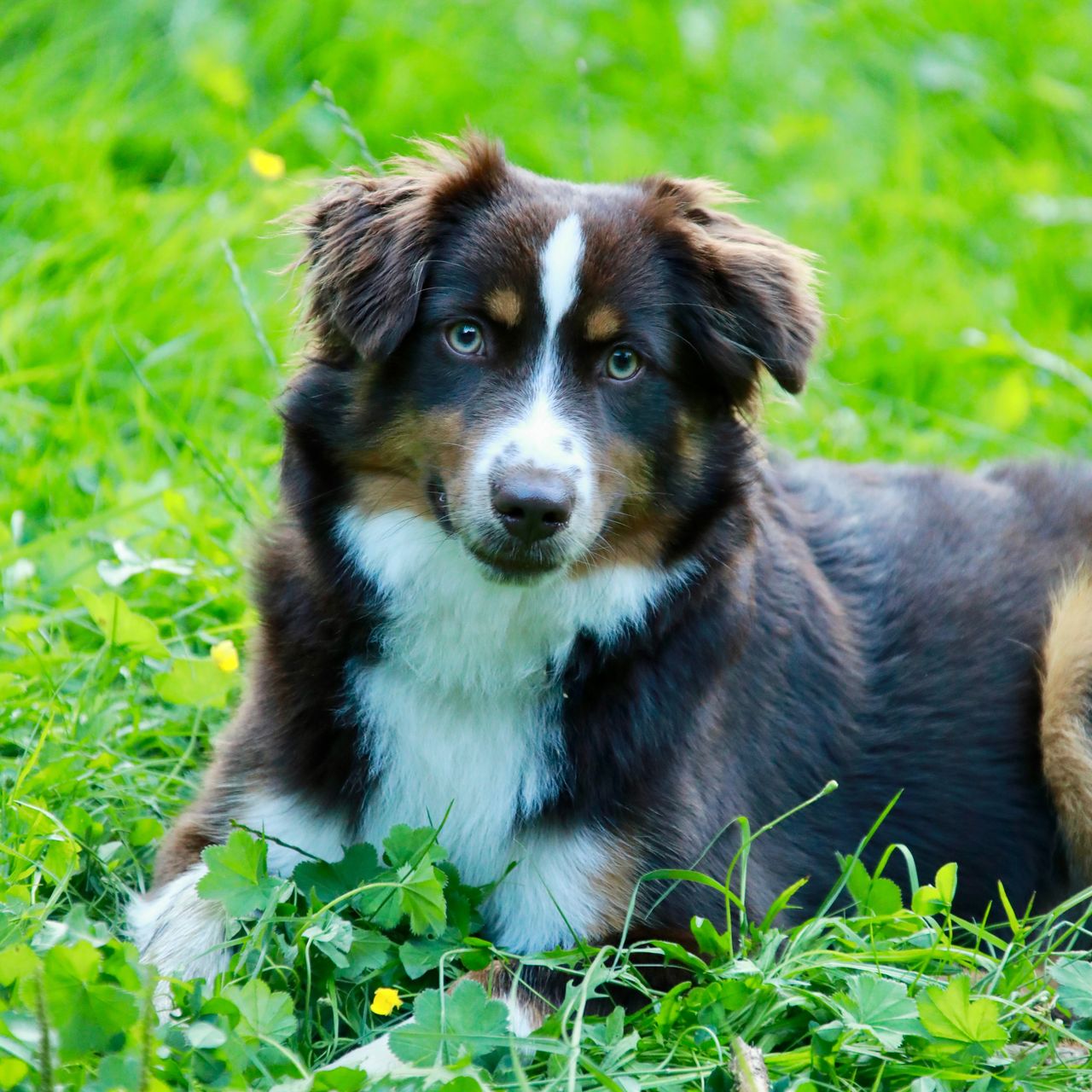 Soutěžní fotografie - Zaira,  Miniaturní americký ovčák