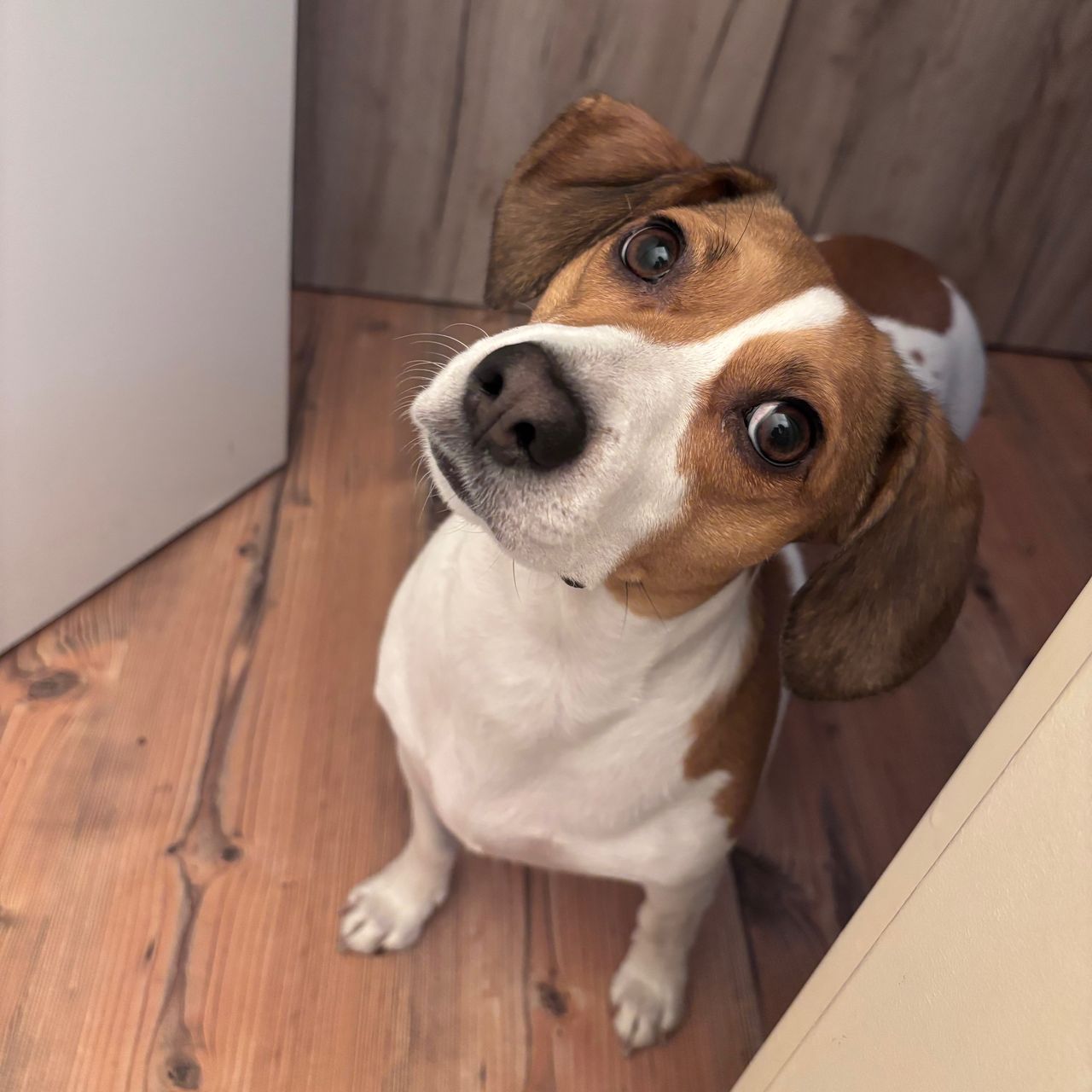 Soutěžní fotografie - Mia,  Ostatní