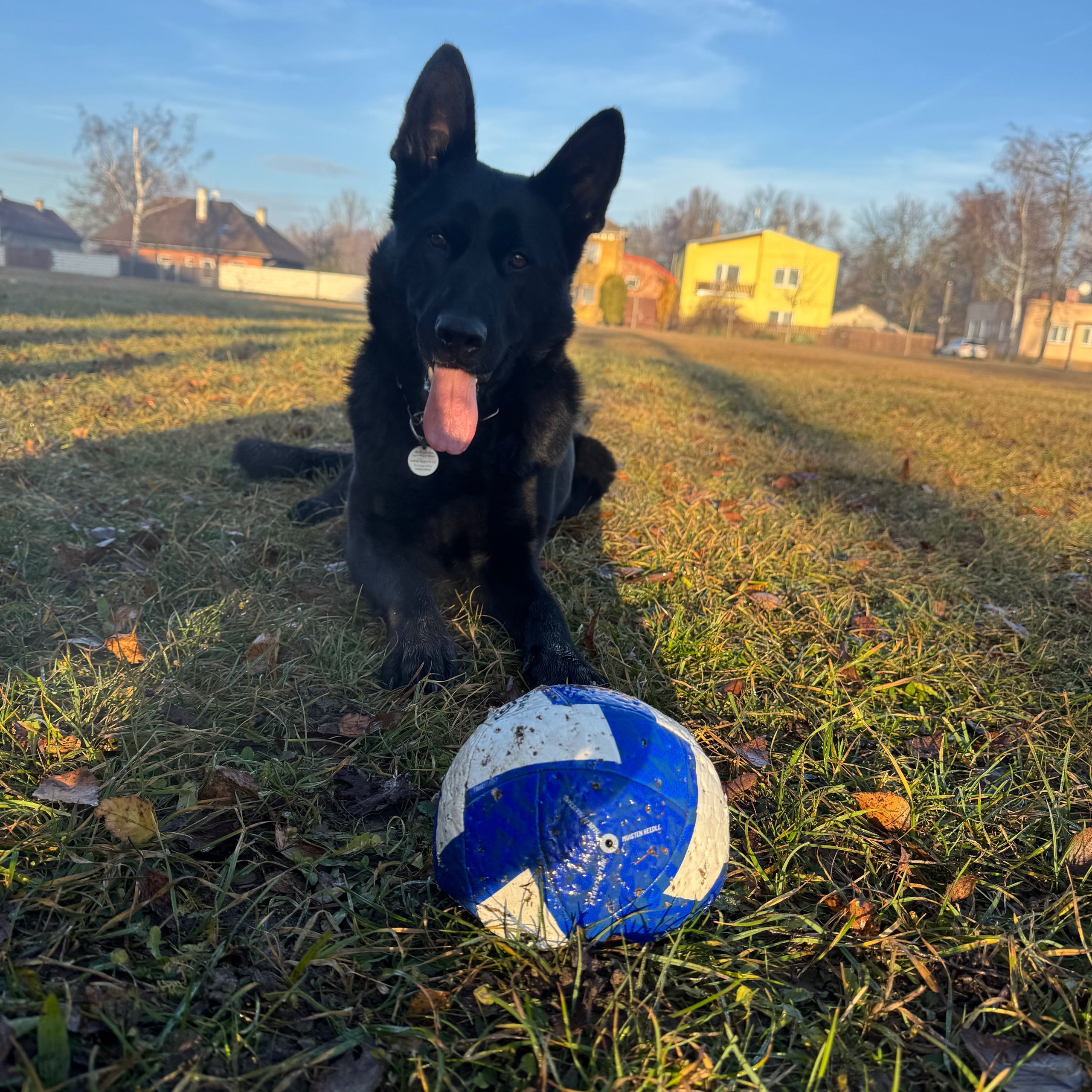 Soutěžní fotografie - Peggy,  Německý ovčák