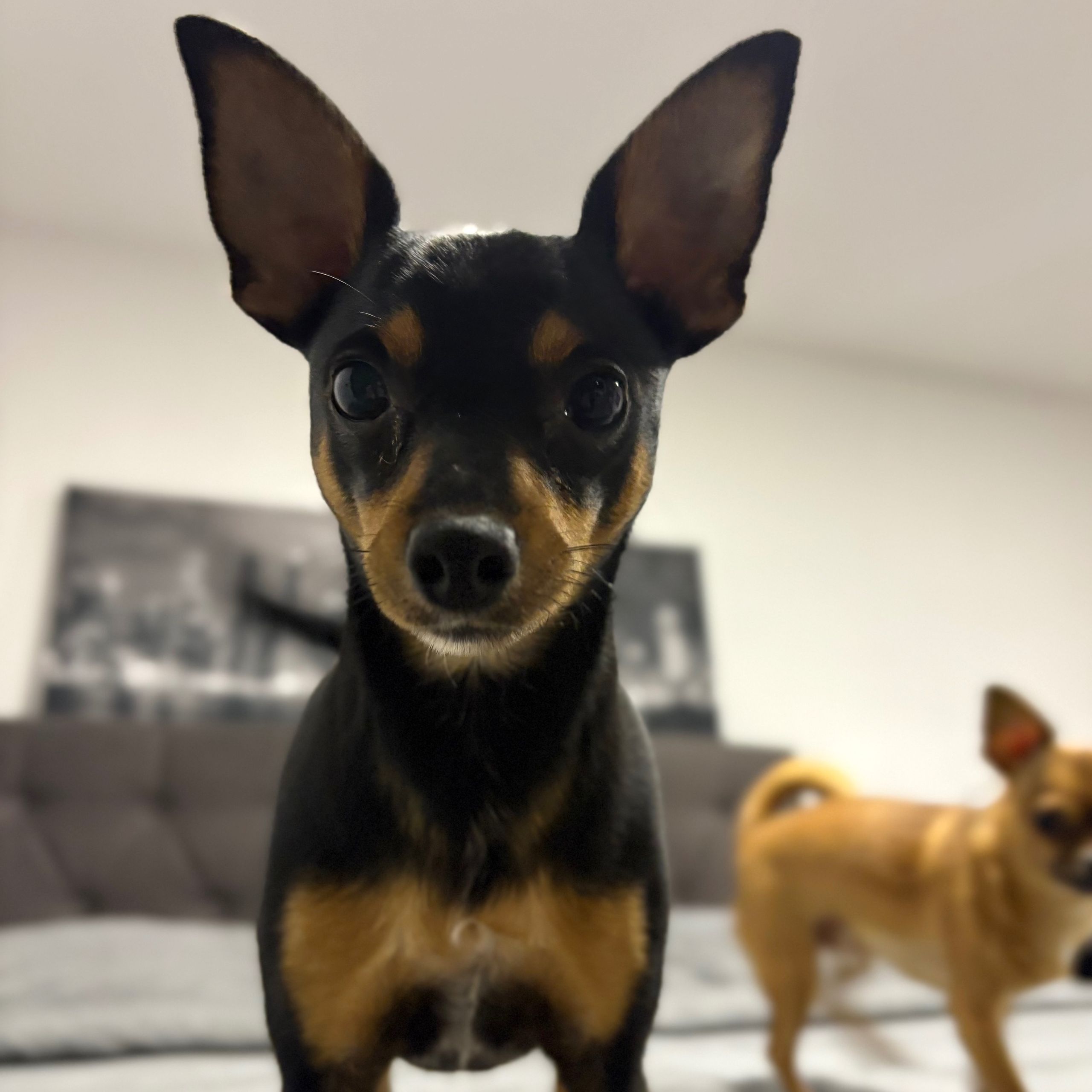 Soutěžní fotografie - Uši,  Pražský krysařík