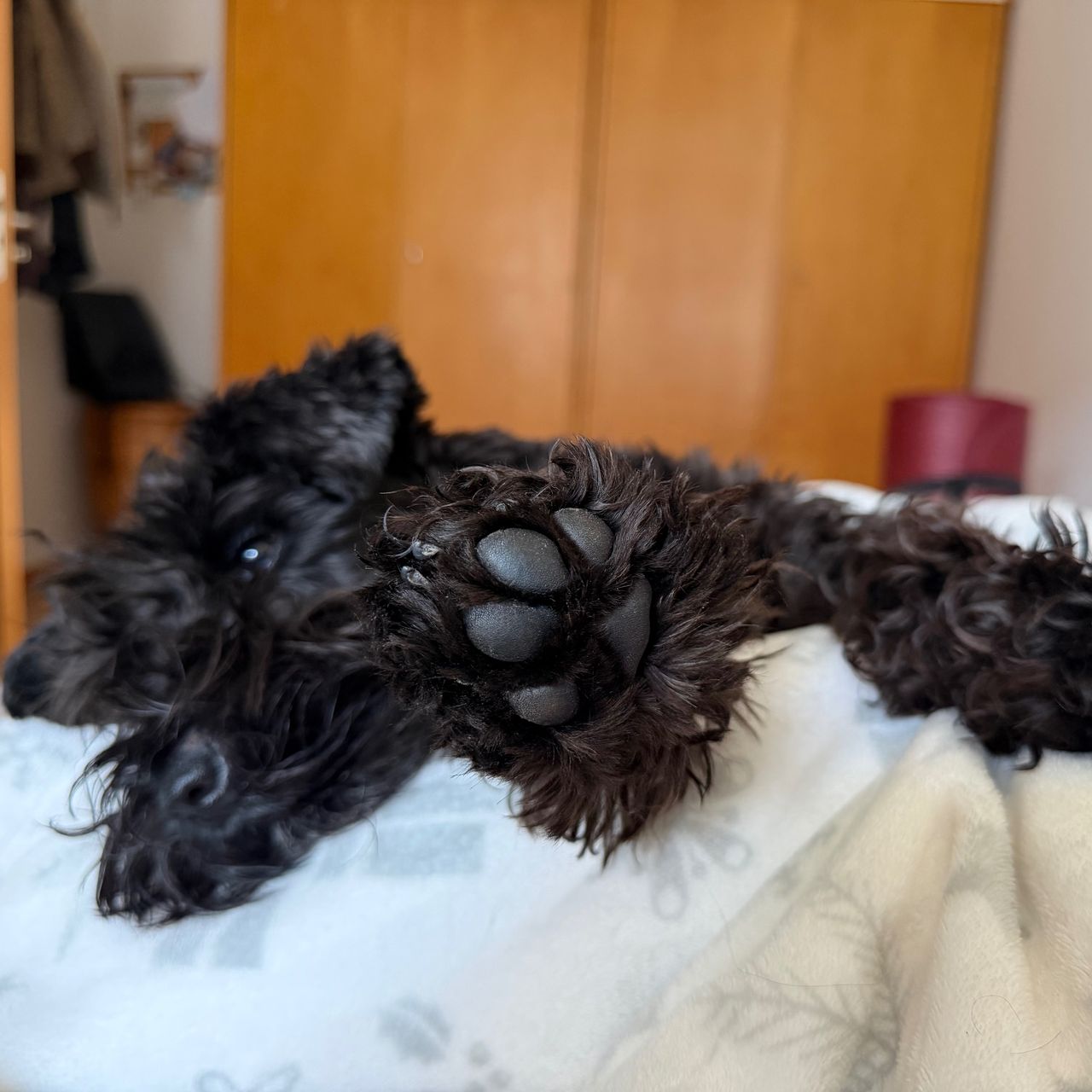 Soutěžní fotografie - Fey,  Knírač malý