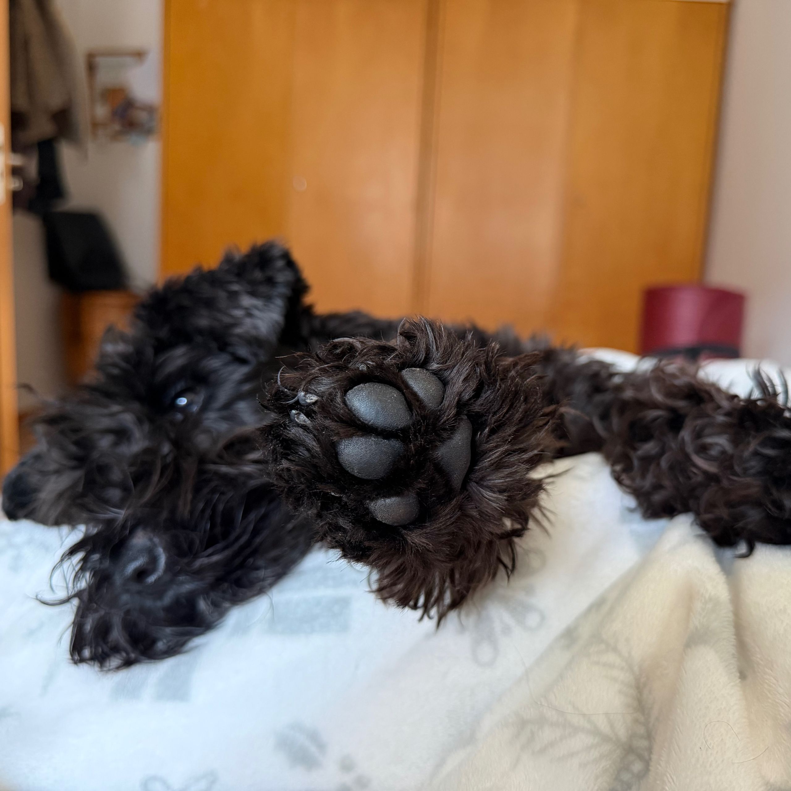 Soutěžní fotografie - Fey,  Knírač malý