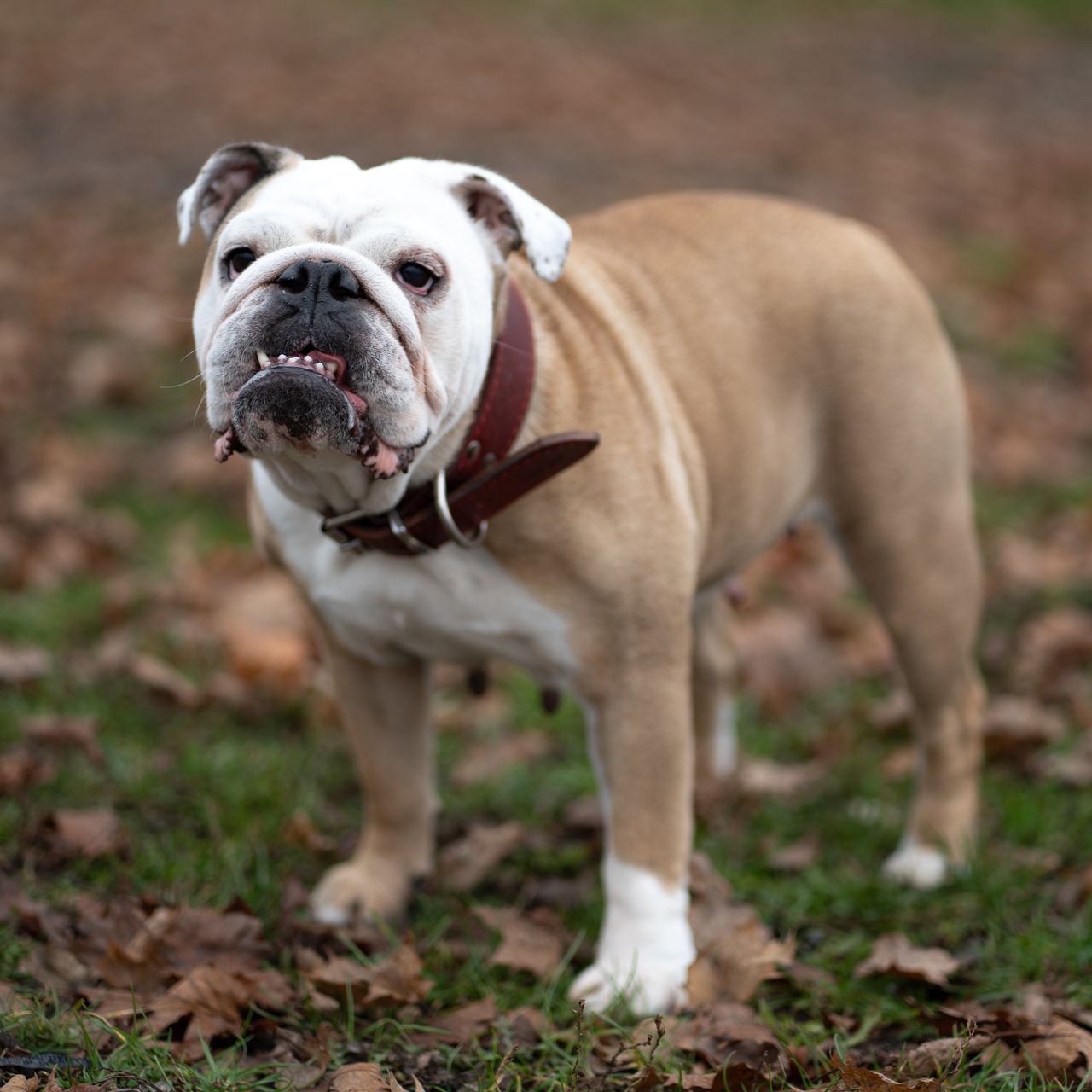 Soutěžní fotografie - Stella,  Anglický buldok