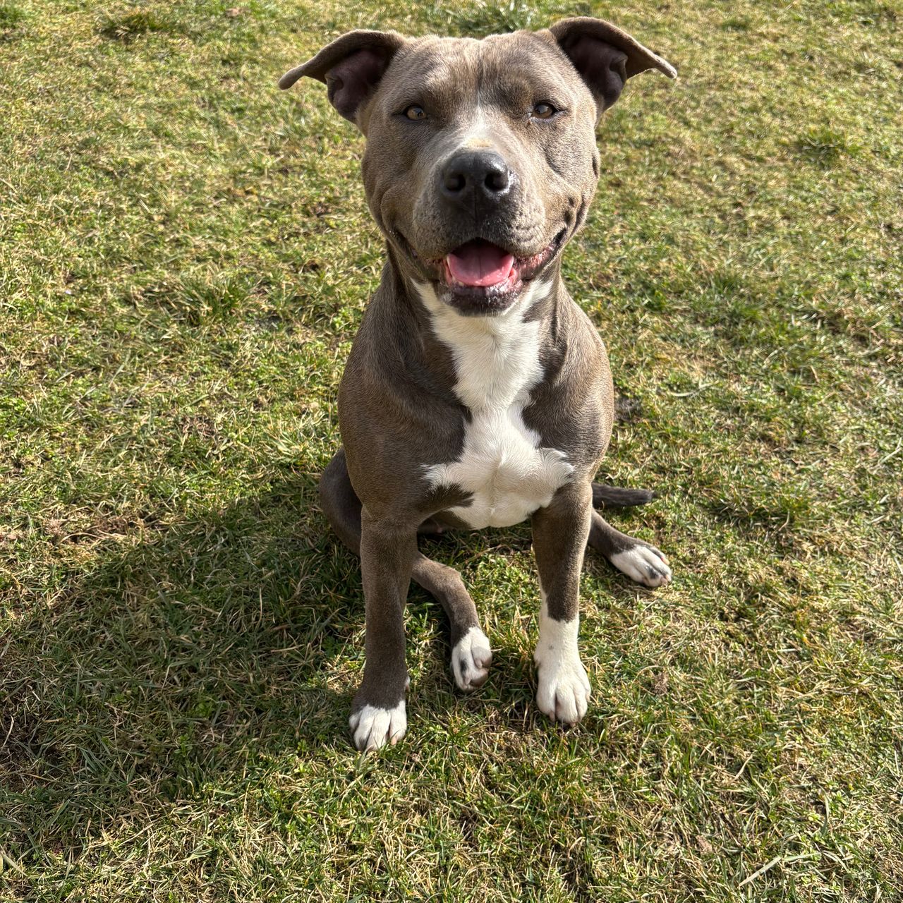 Soutěžní fotografie - Daphne,  Americký stafordširský terier