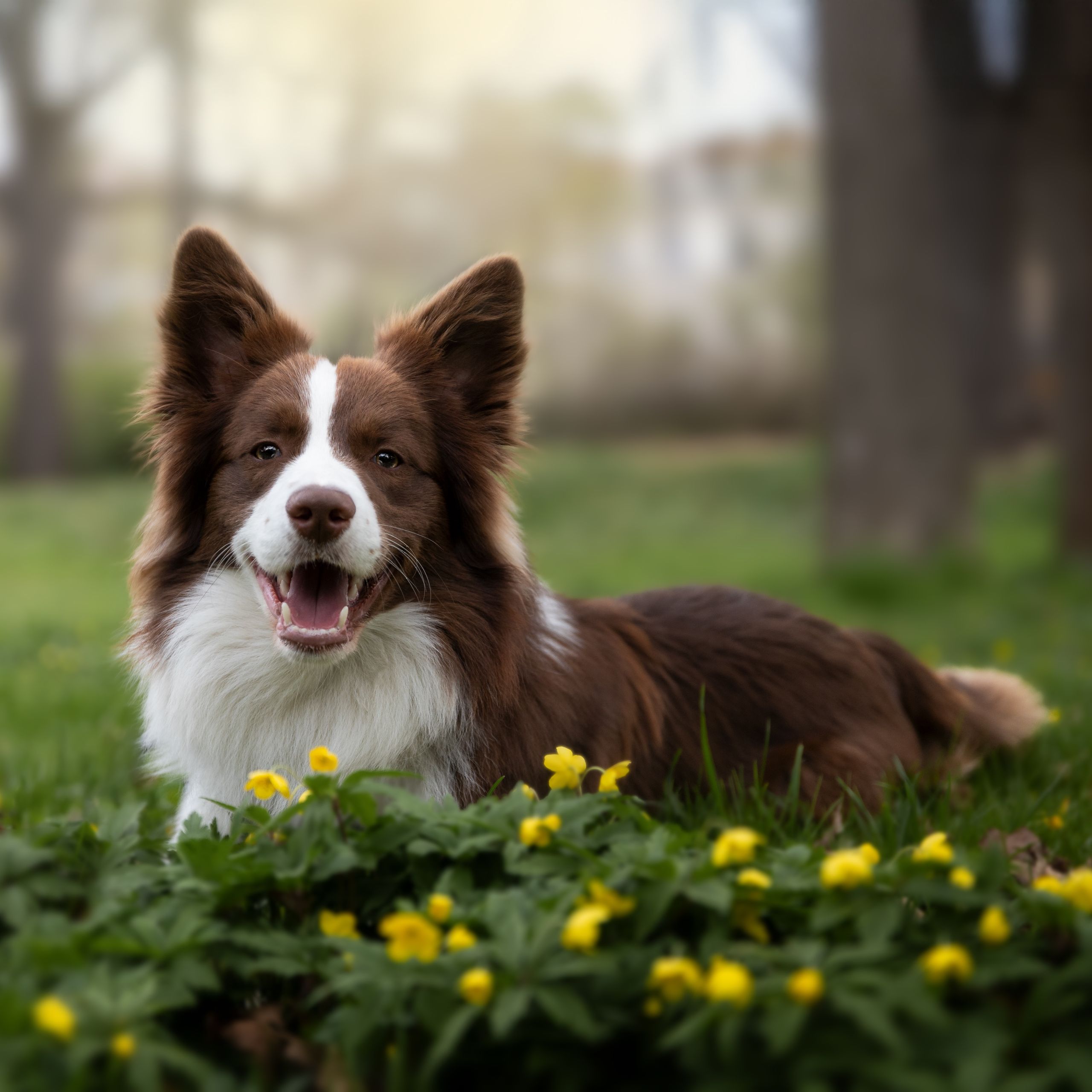 Soutěžní fotografie - Trippy,  Border kolie