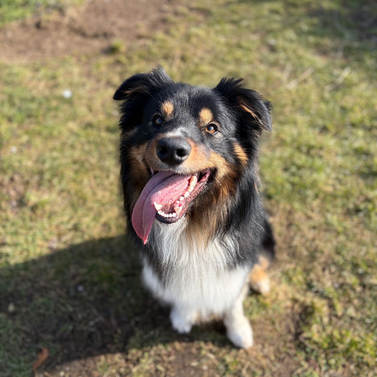 Soutěžní fotografie - Akim,  Border kolie