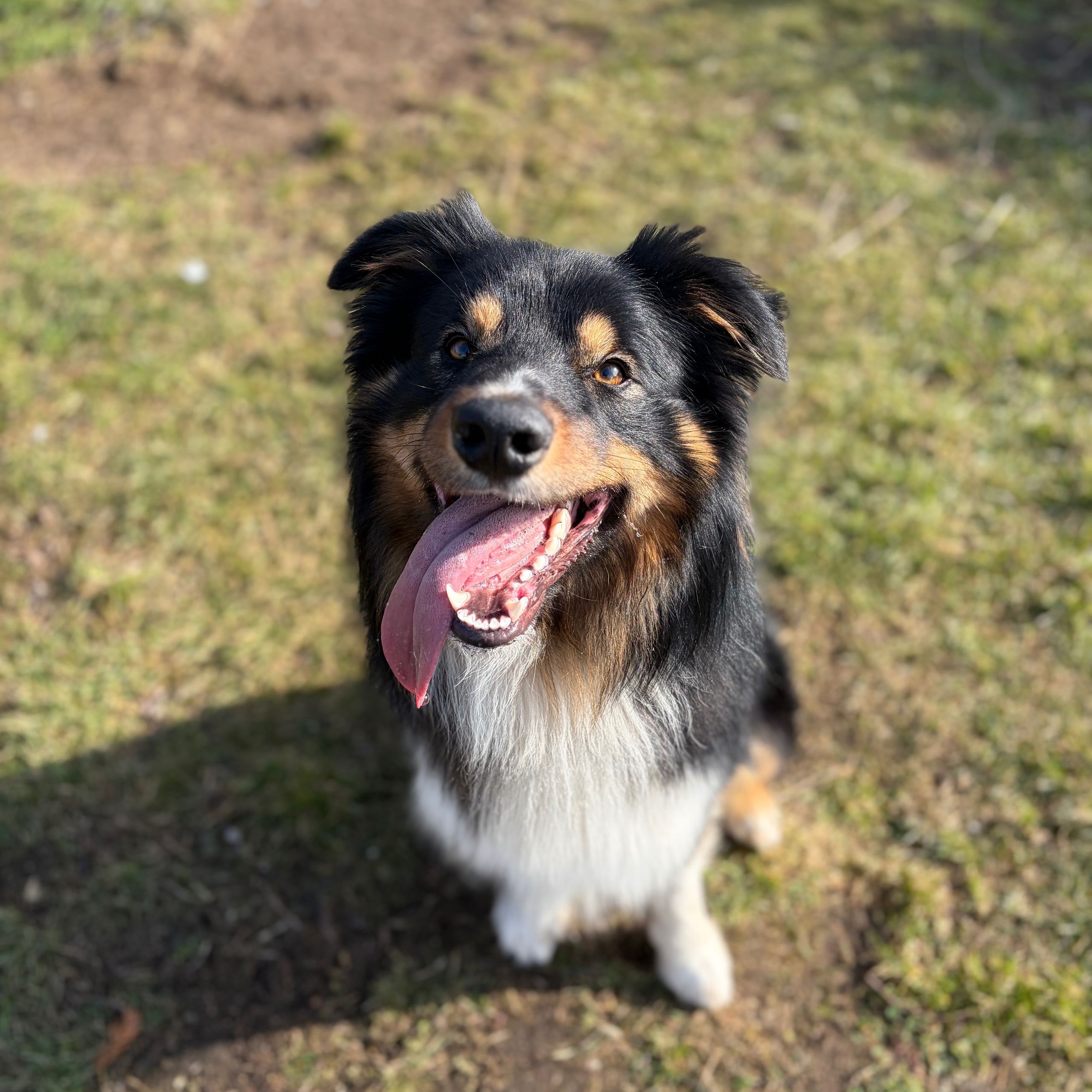 Soutěžní fotografie - Akim,  Border kolie