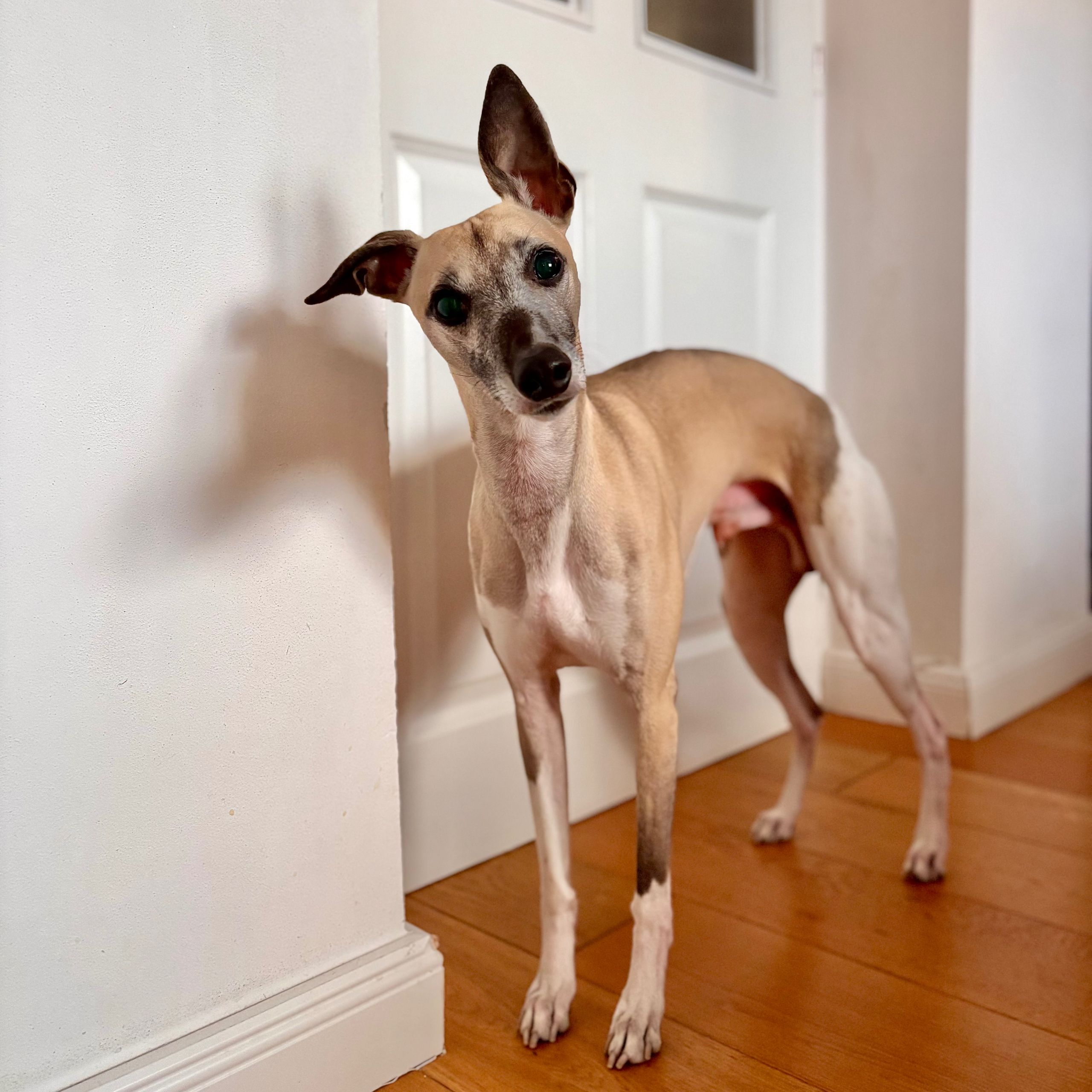 Soutěžní fotografie - Emerson Fittipaldi z Hedvábí,  Whippet