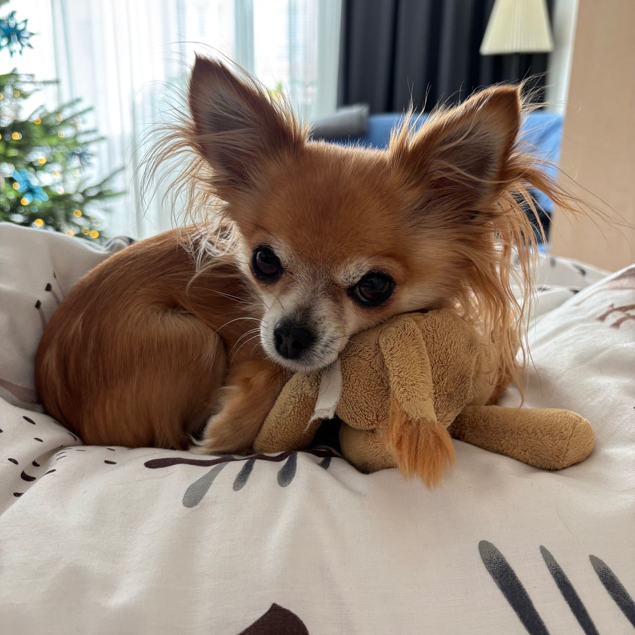 Soutěžní fotografie - Missi,  Čivava dlouhosrstá