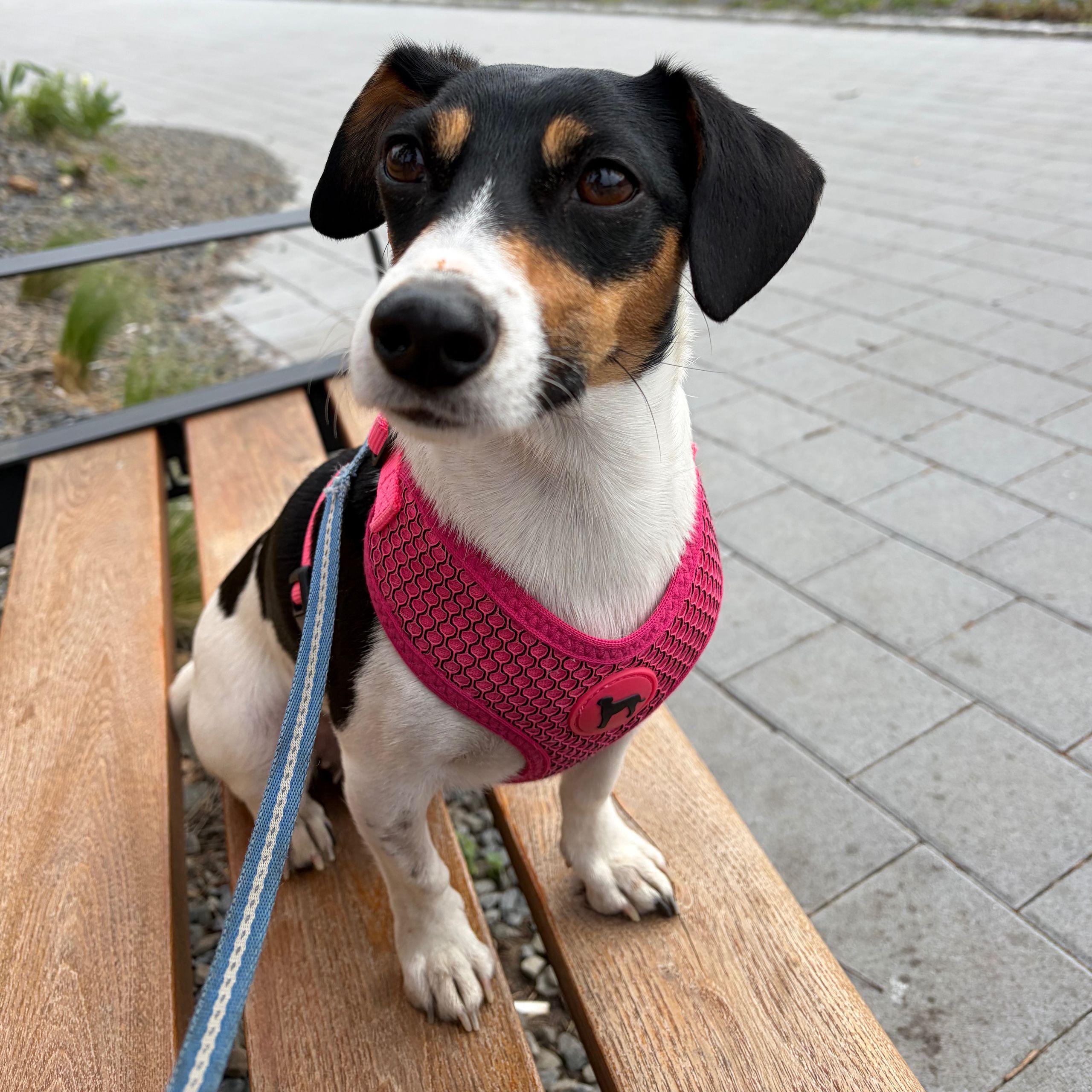 Soutěžní fotografie - Seznam,  Jack Russell Teriér