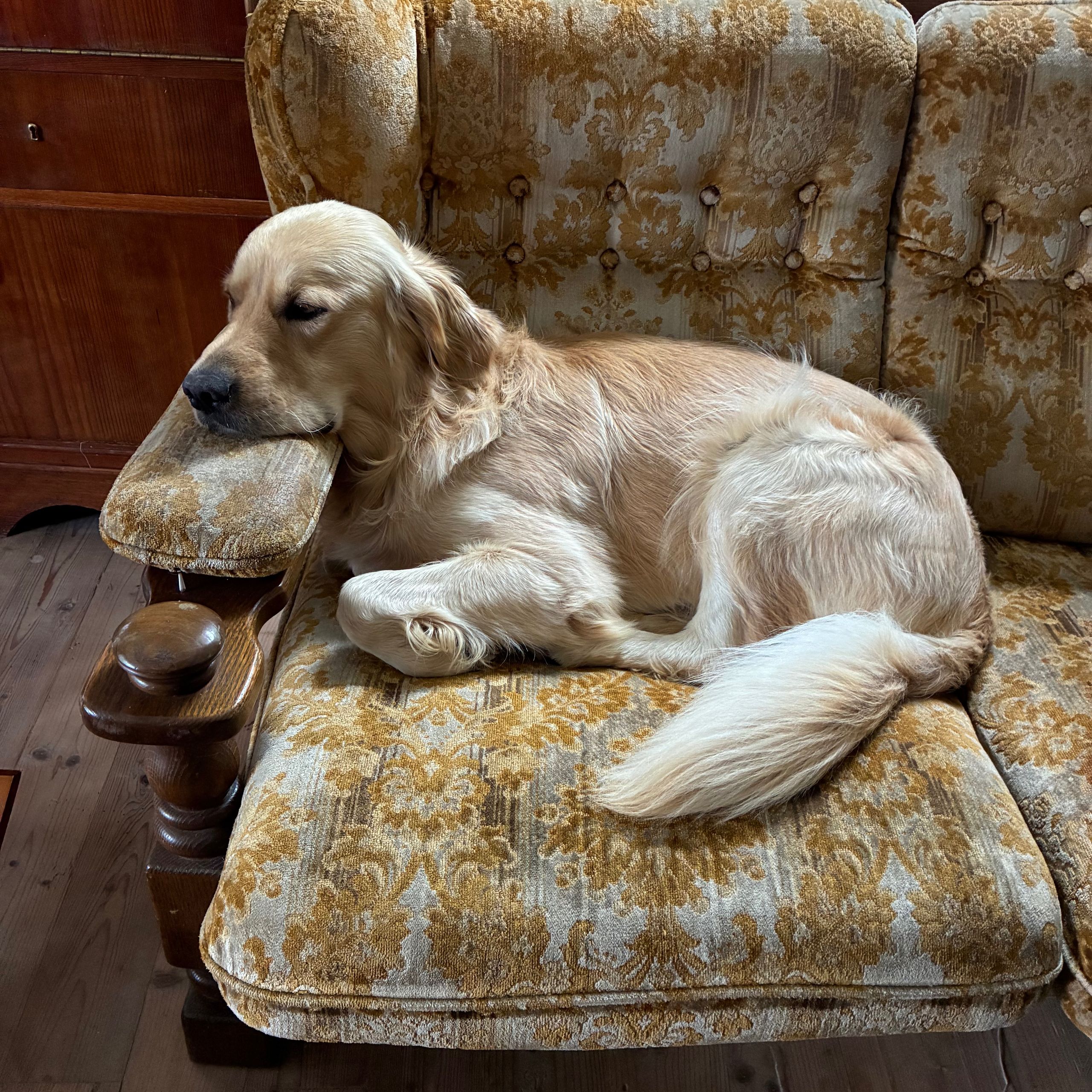 Soutěžní fotografie - Barny,  Zlatý retriever