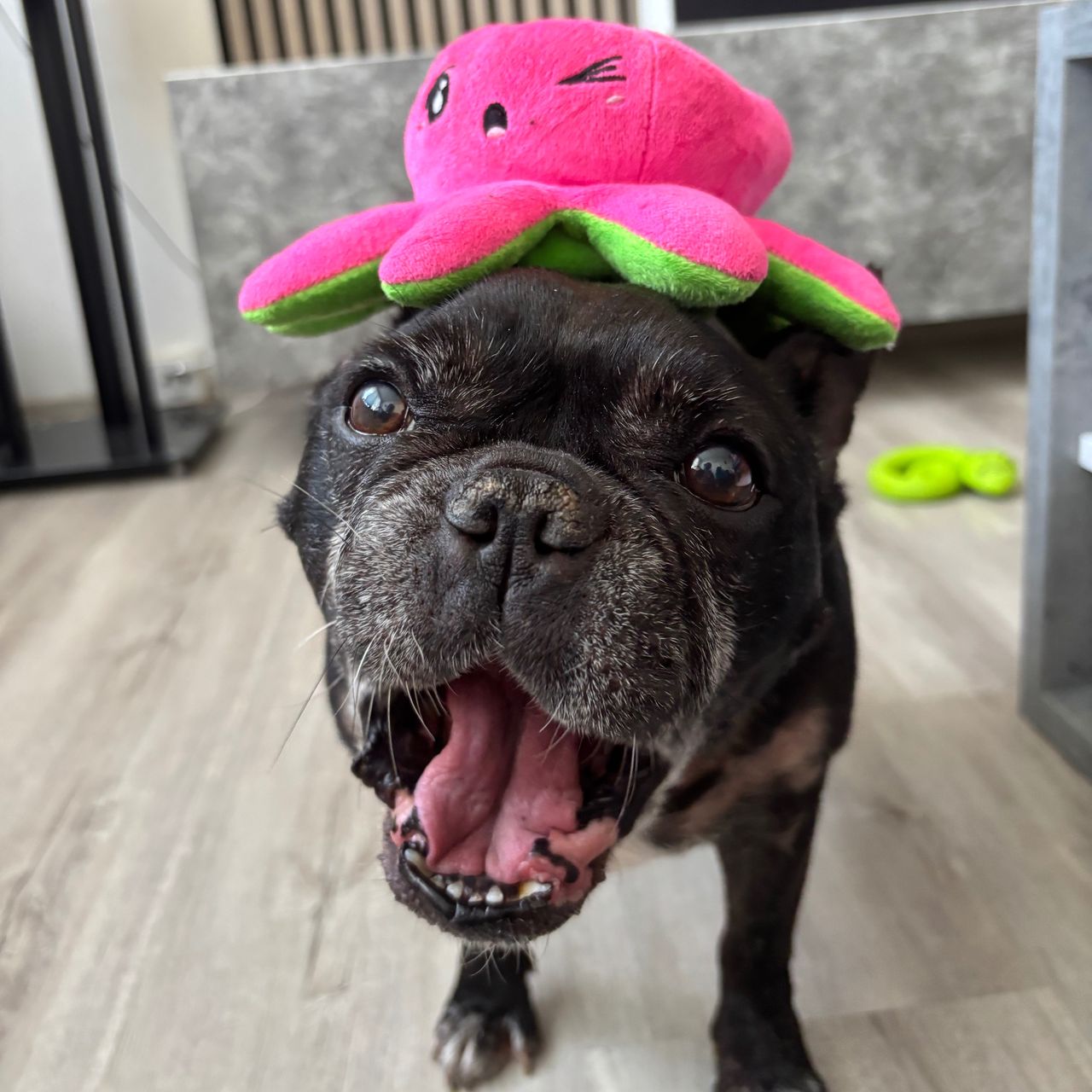 Soutěžní fotografie - Jennifer,  Francouzský buldoček