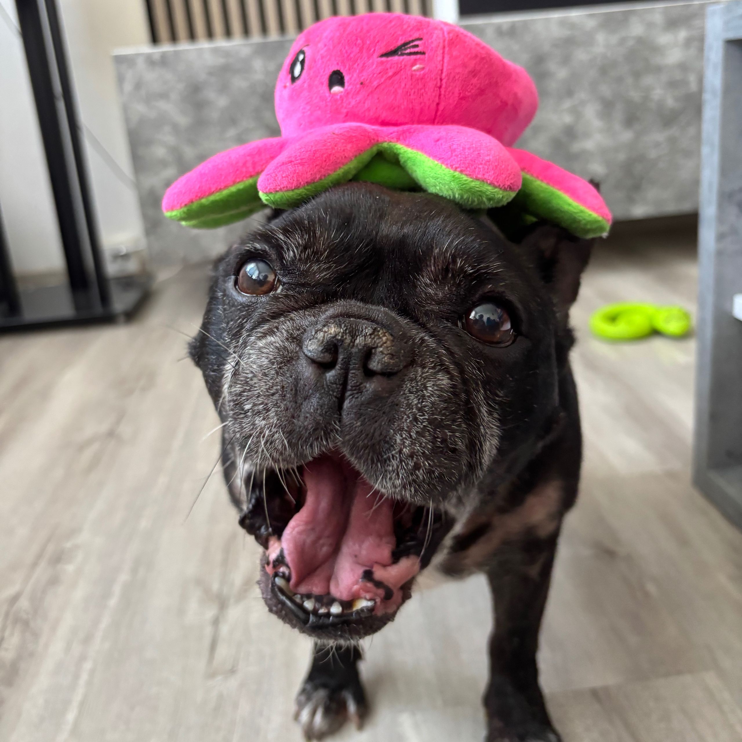 Soutěžní fotografie - Jennifer,  Francouzský buldoček